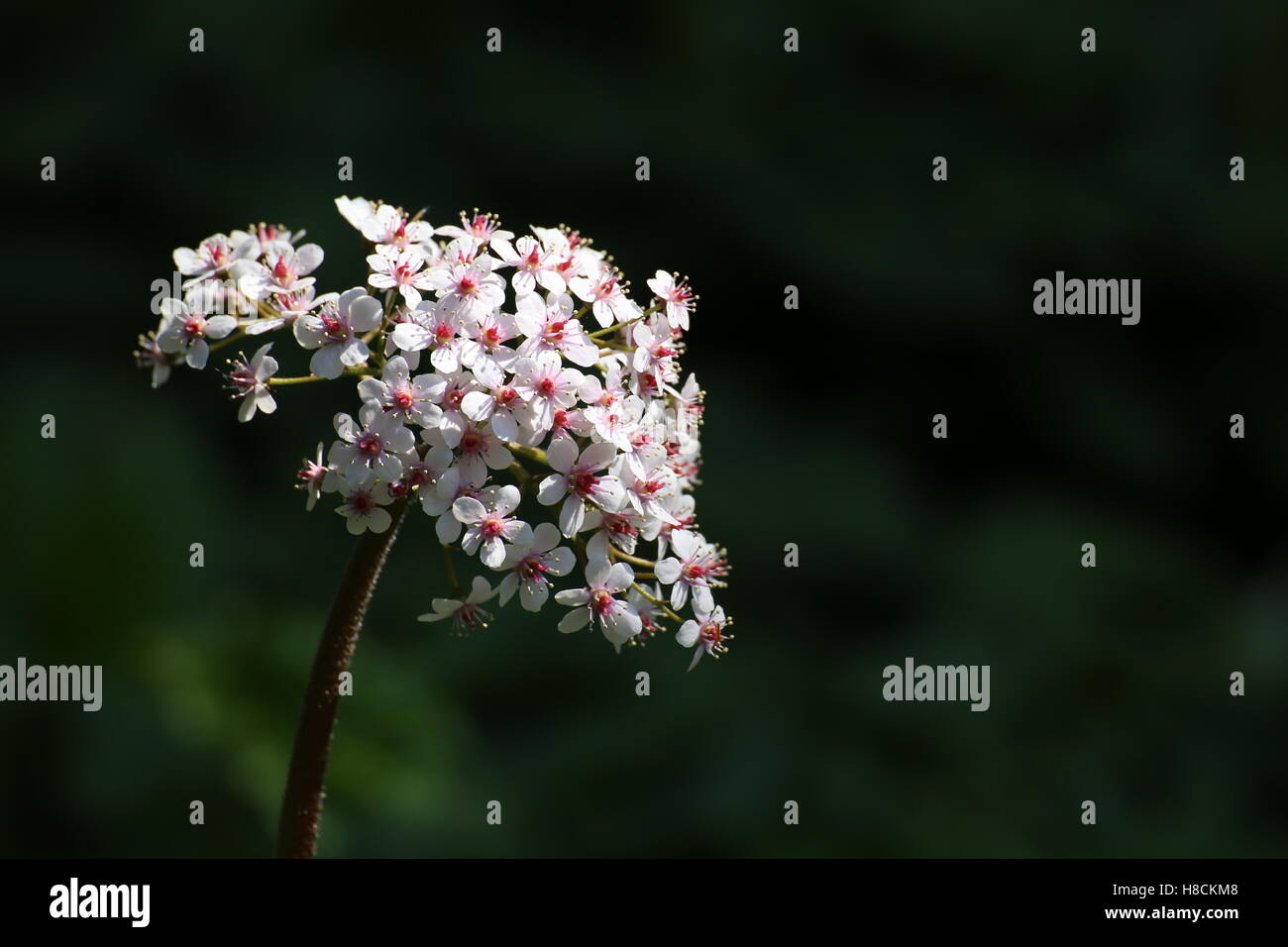 Inflorescence of Rodgersia pinnata on dark background. Stock Photo