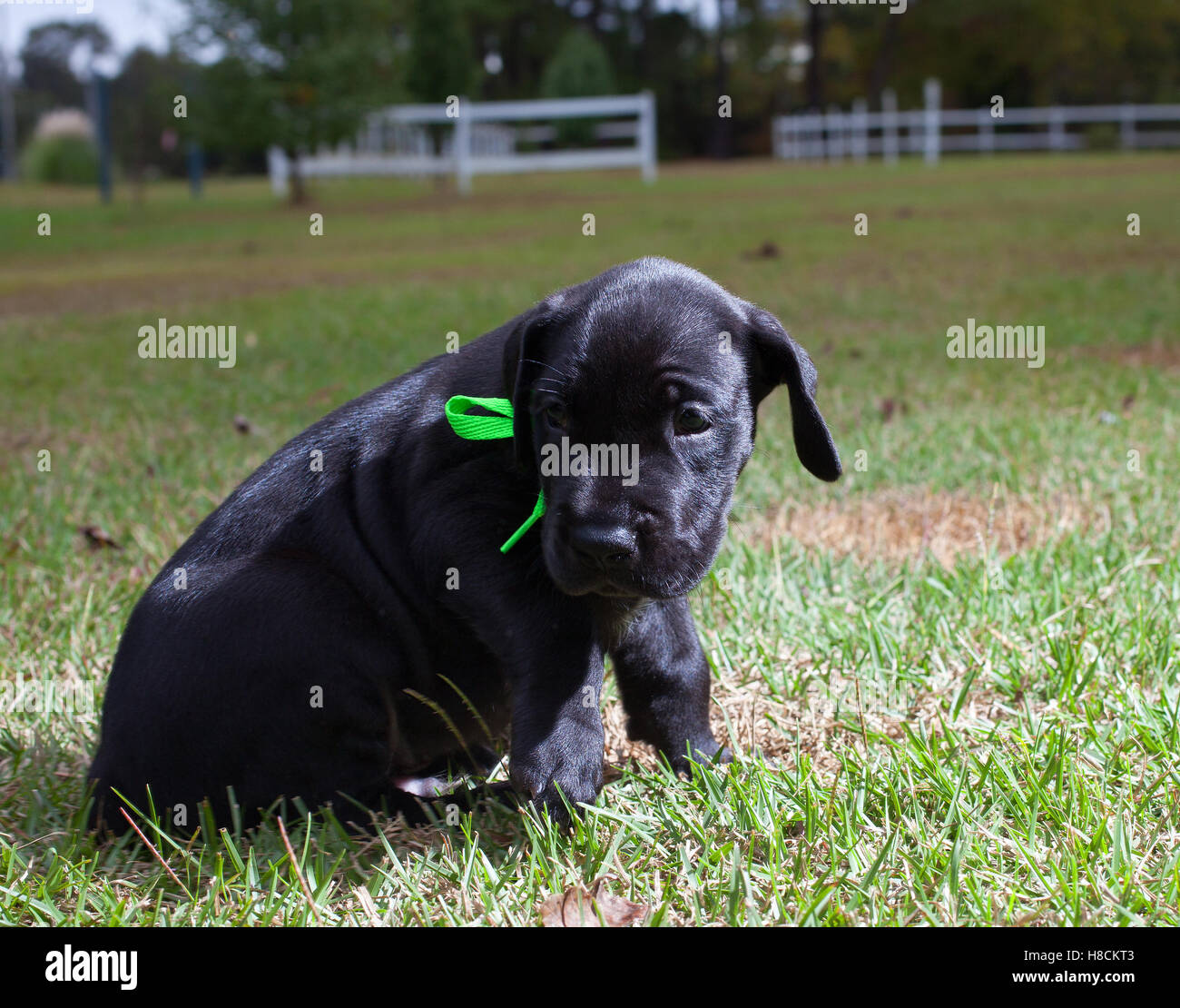 Black great Dane puppy that is looking for its mom Stock Photo