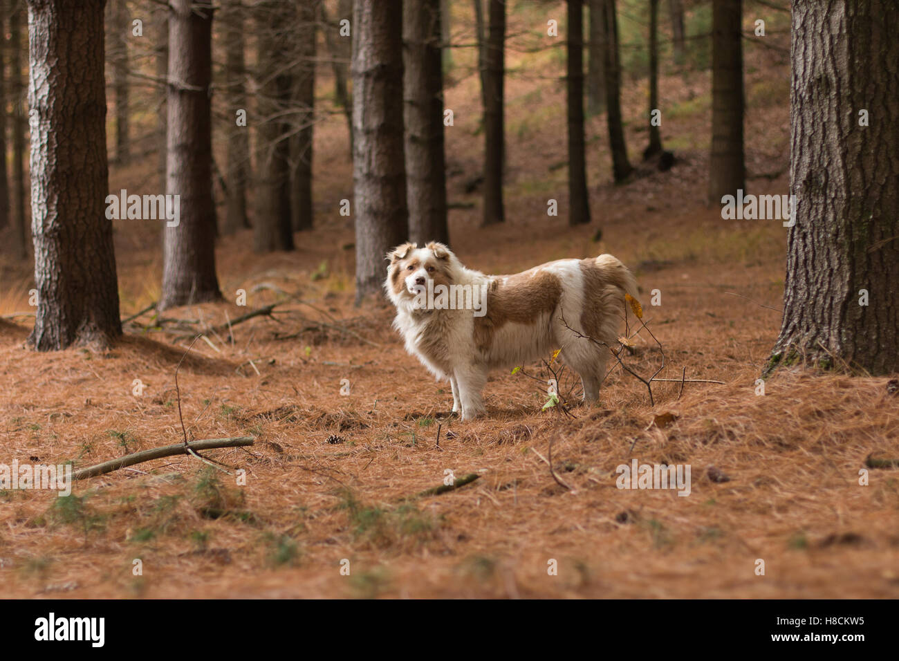 An Australian shepherd dog in the woods looking and posing Stock Photo ...