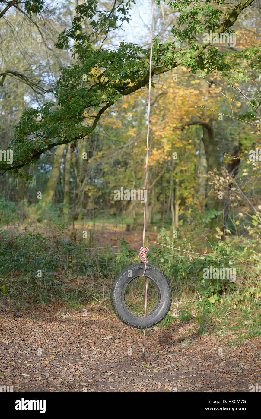 Trapeze like single rope tree swing in woods Stock Photo - Alamy