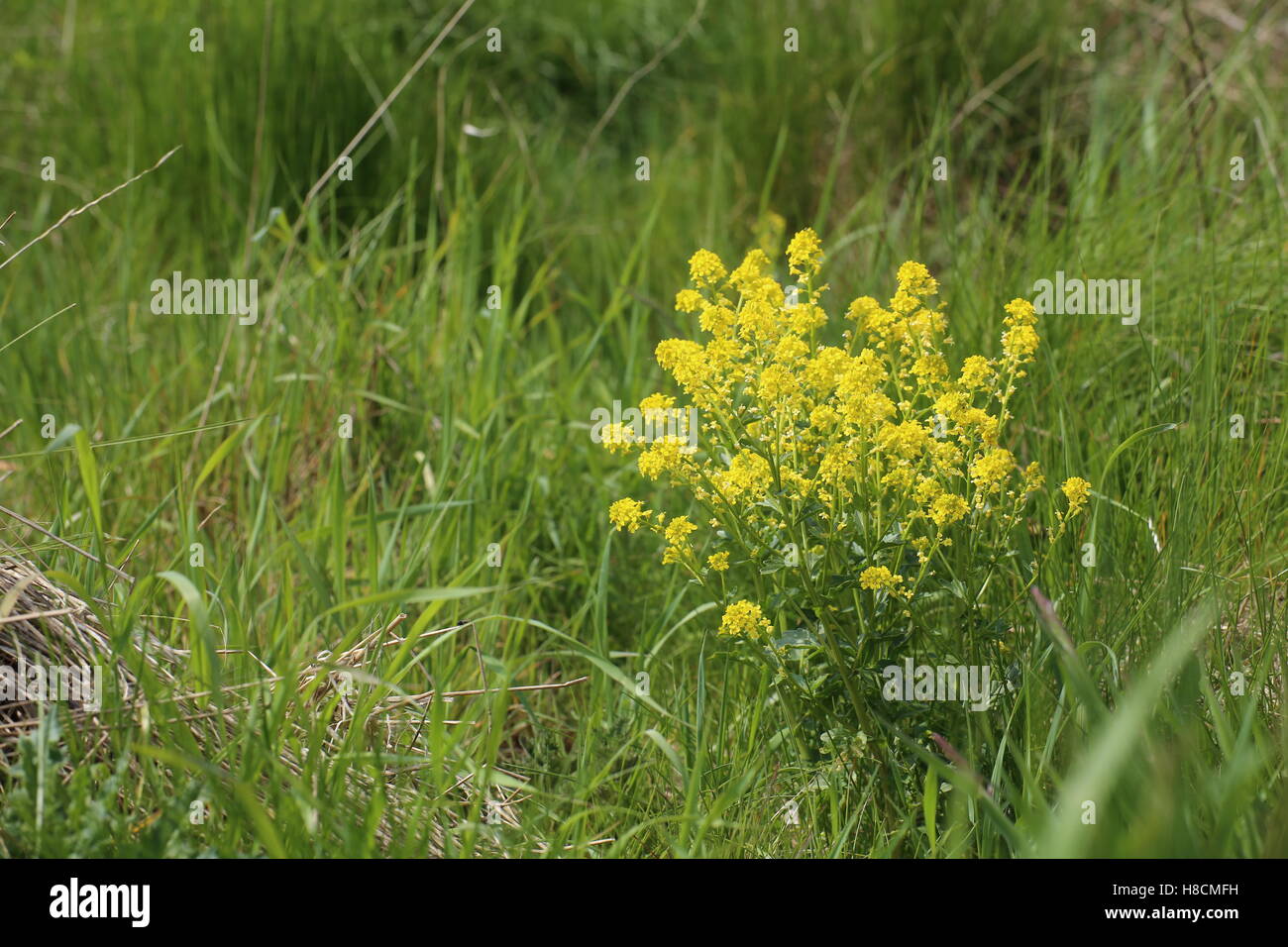 Barbarea vulgaris, a plant commonly called herb barbara. Stock Photo