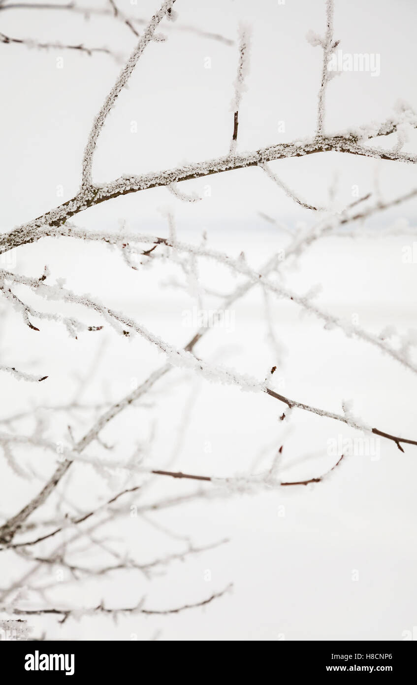 Beautiful frozen tree branch hi-res stock photography and images - Alamy