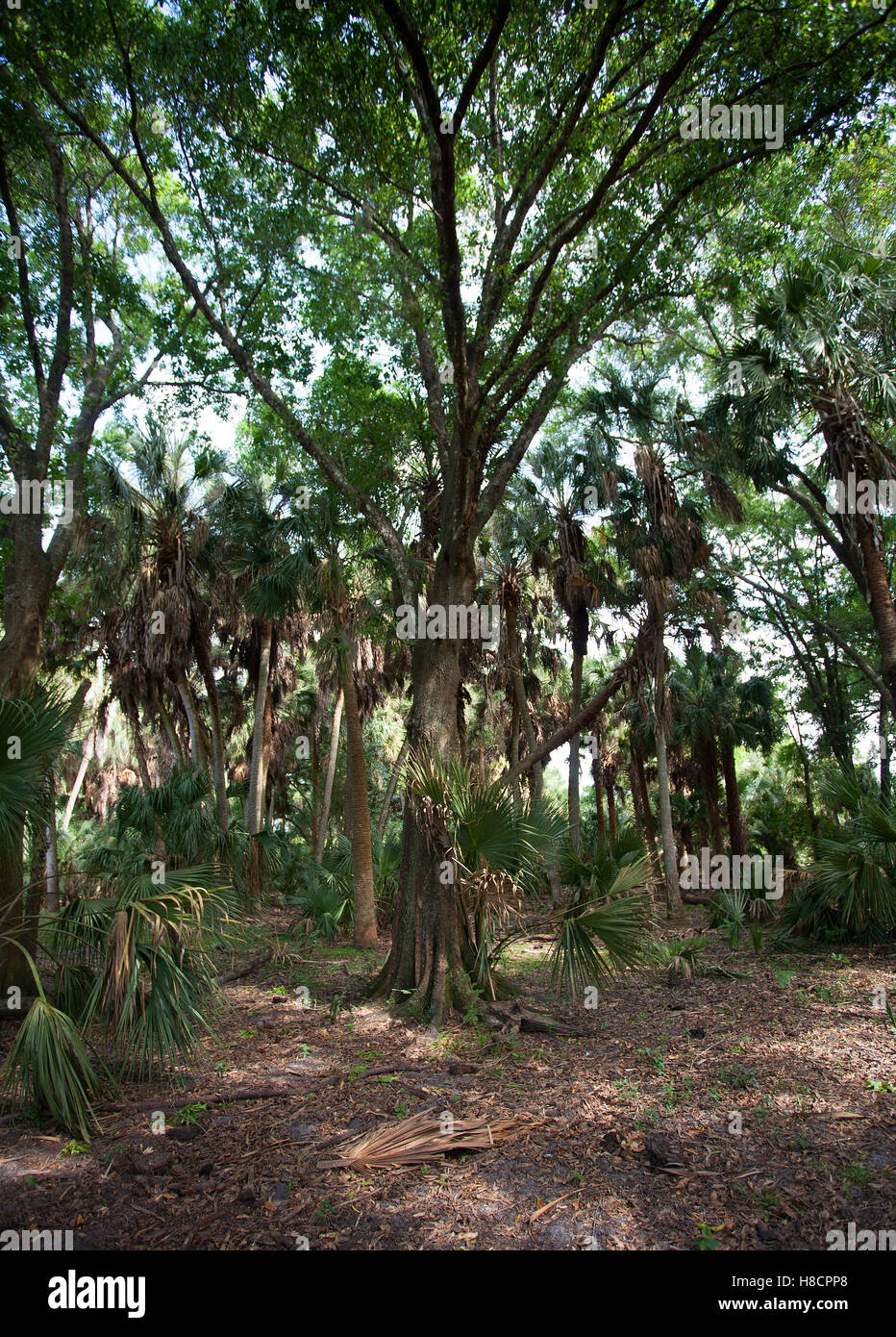 Tallest tree in a forest that is in Florida Stock Photo Alamy