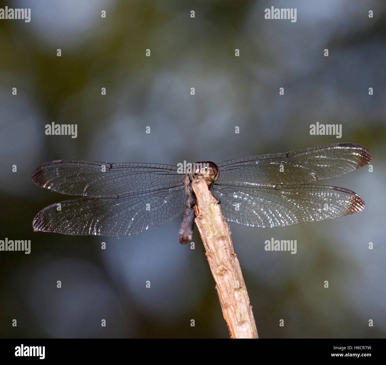 Dragonfly colors hi-res stock photography and images - Alamy