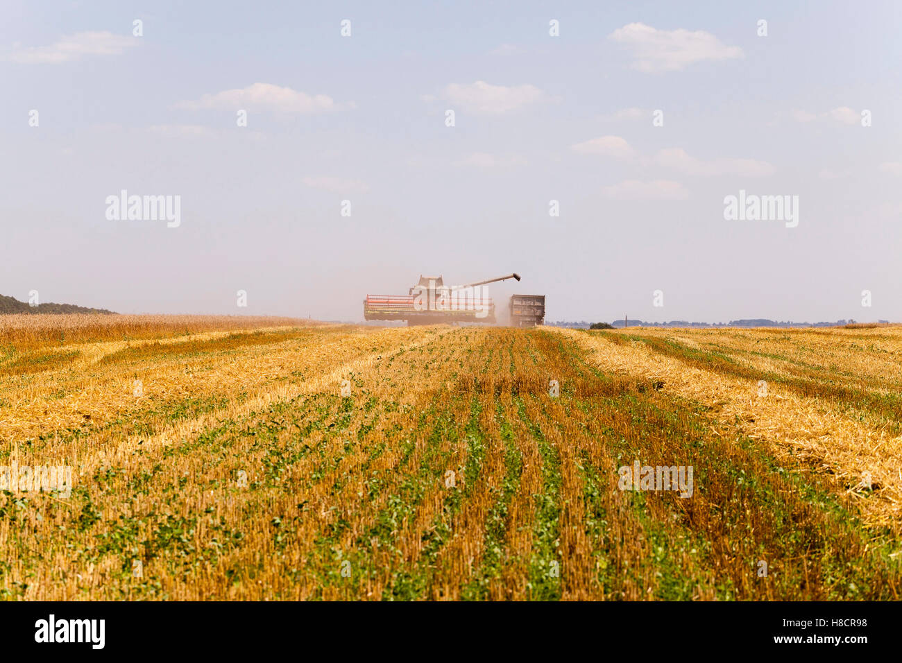 harvesting cereals in field Stock Photo - Alamy