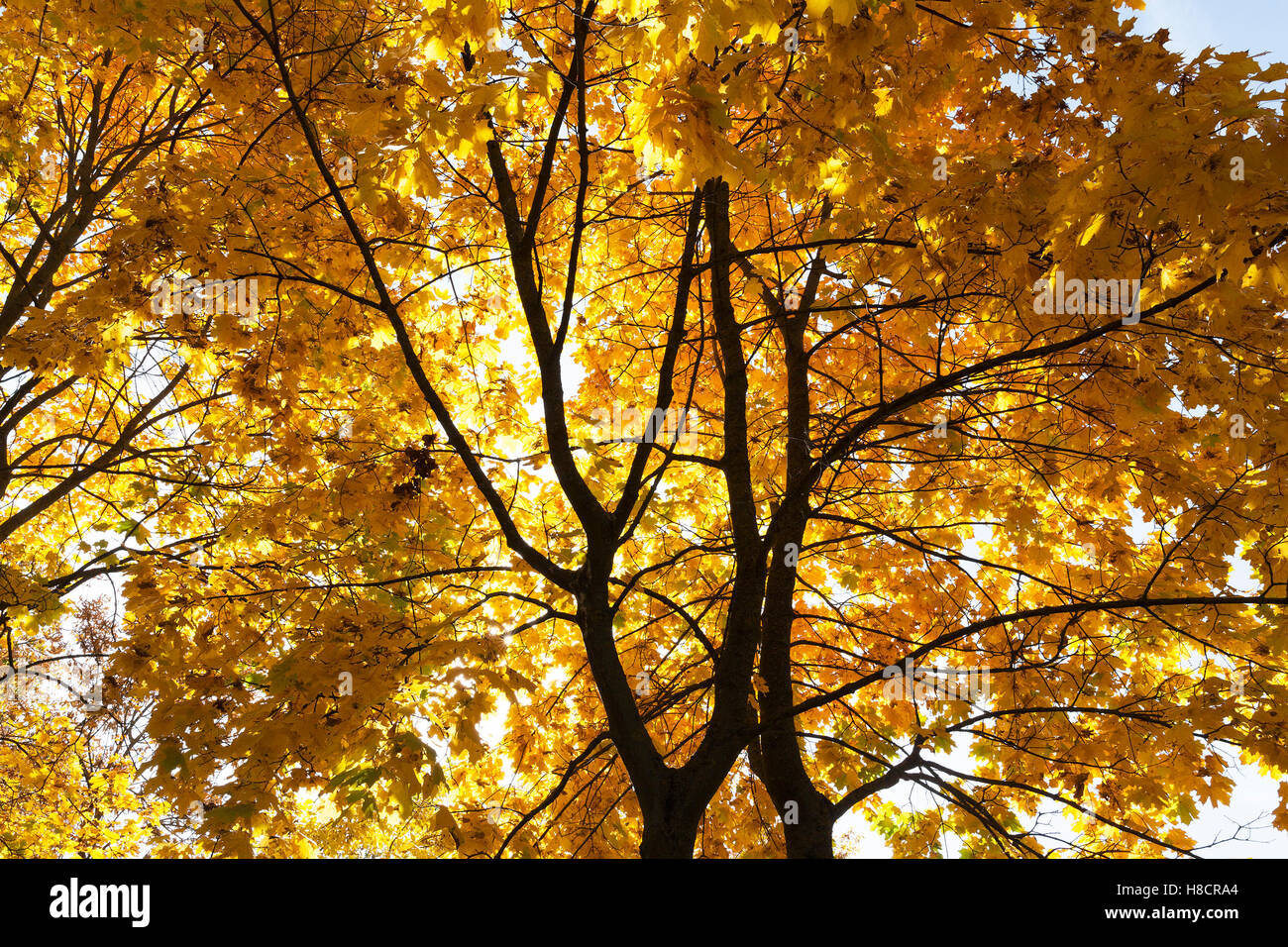 trees in autumn season Stock Photo - Alamy
