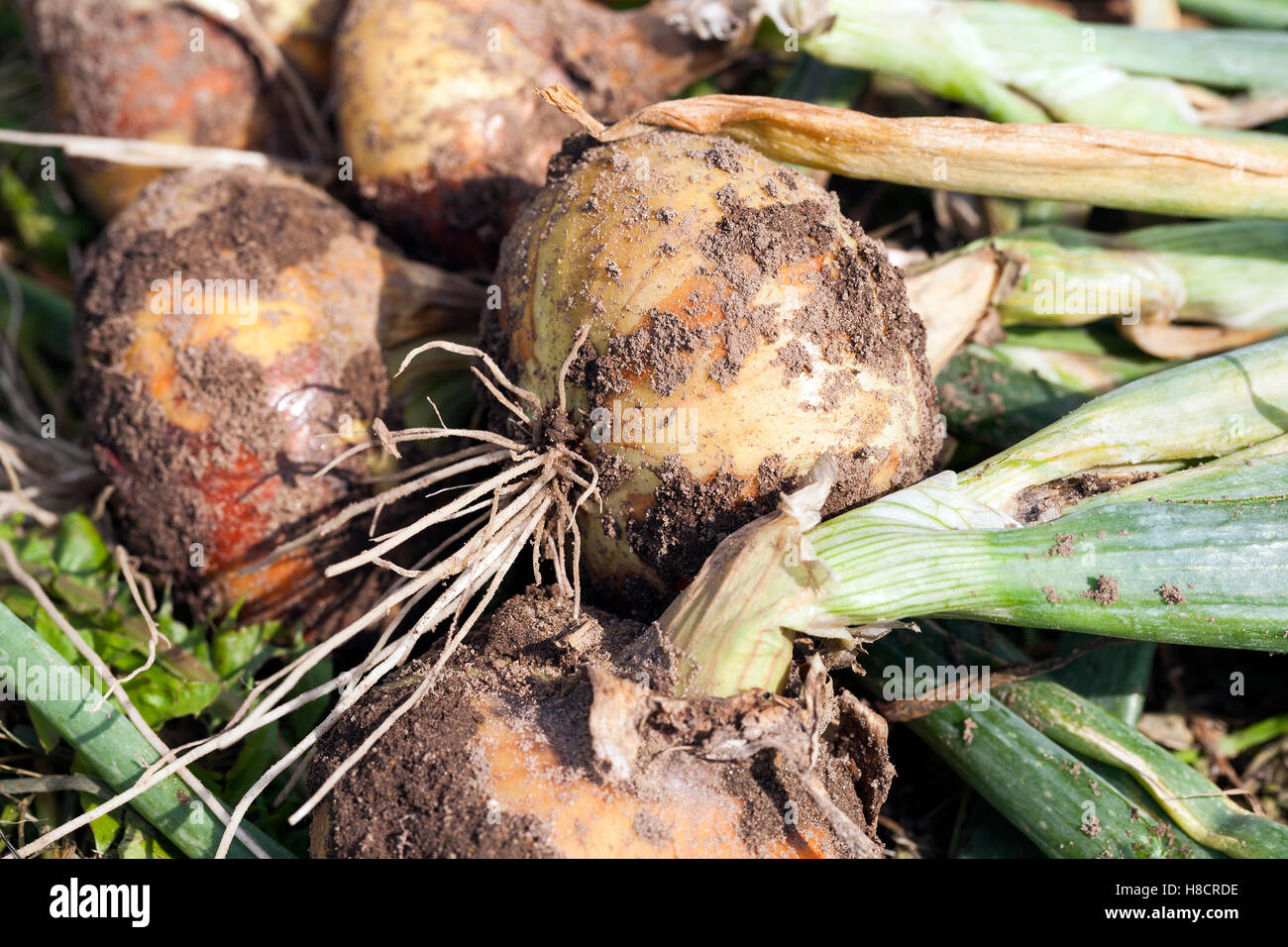 ripe onion head Stock Photo Alamy