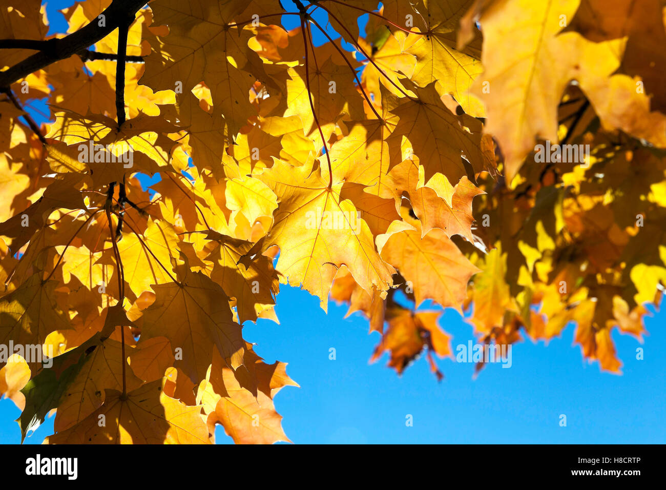 yellowing leaves on the trees Stock Photo Alamy