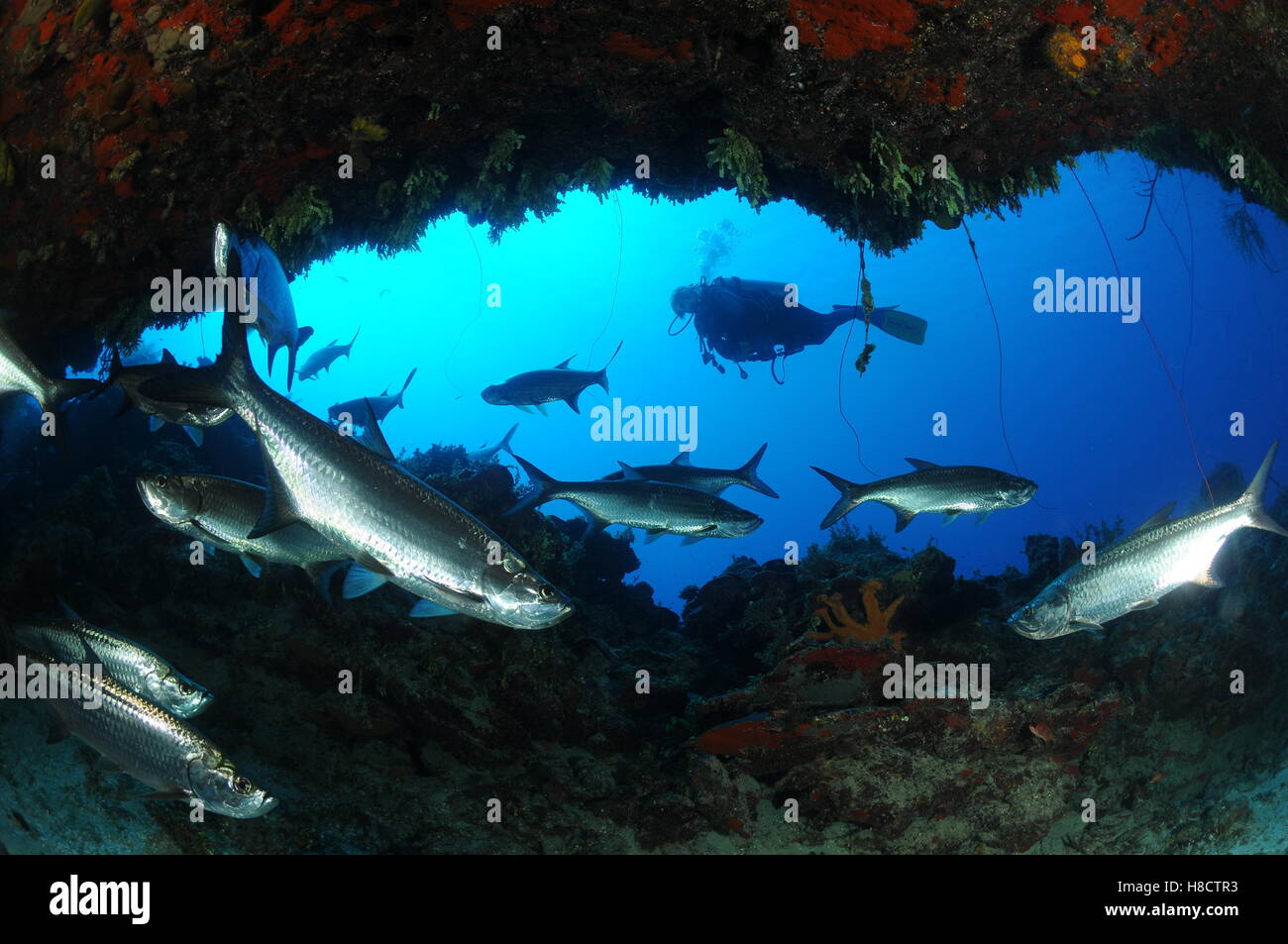 Jardines de la Reina (Gardens of the Queen) is one of Cuba's largest