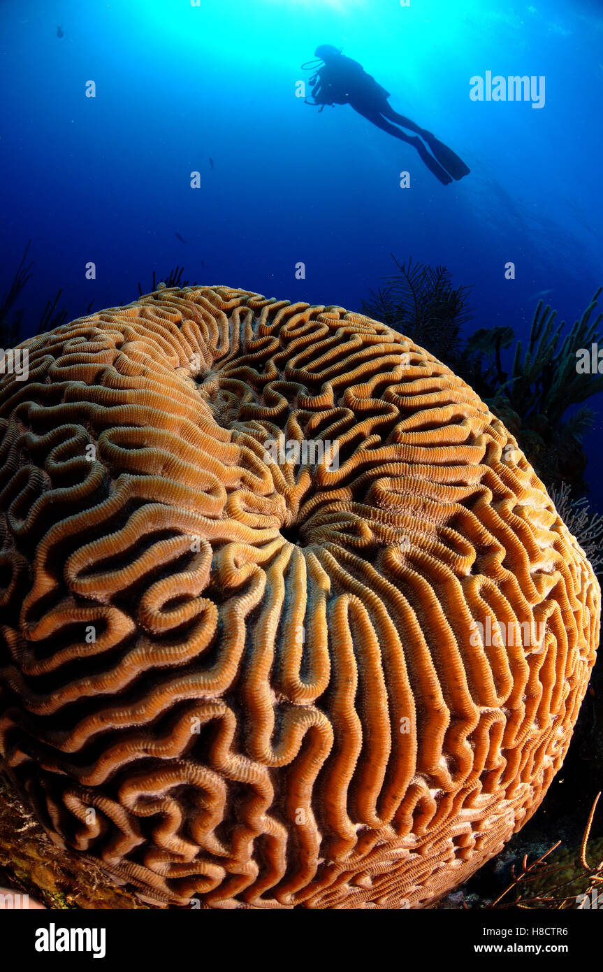 Jardines de la Reina (Gardens of the Queen) is one of Cuba's largest