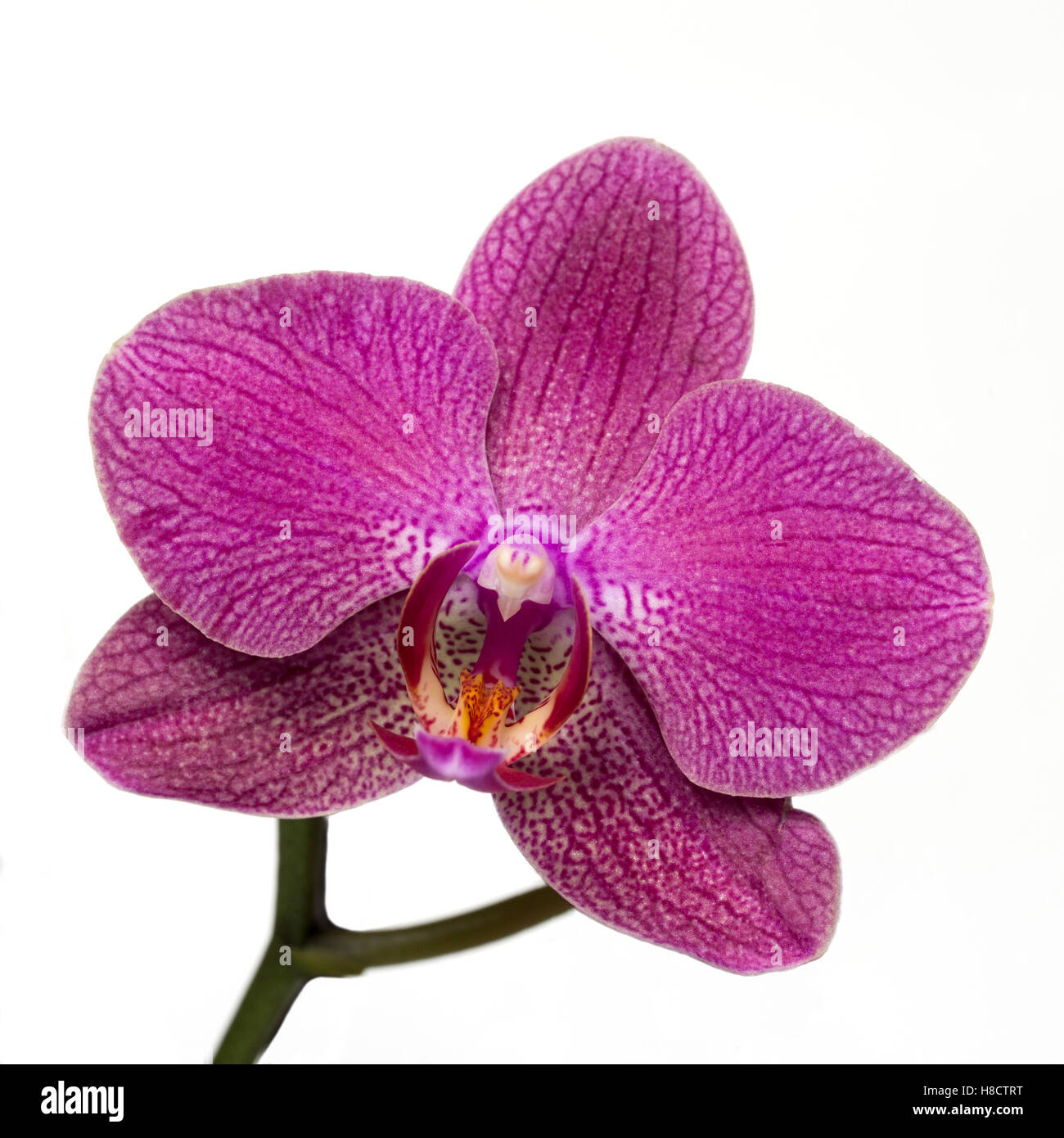 Pink streaked orchid flower on white background Stock Photo - Alamy