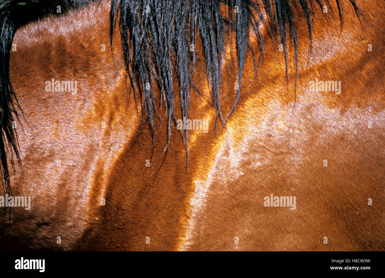 Horse skin and crest in closeup Stock Photo