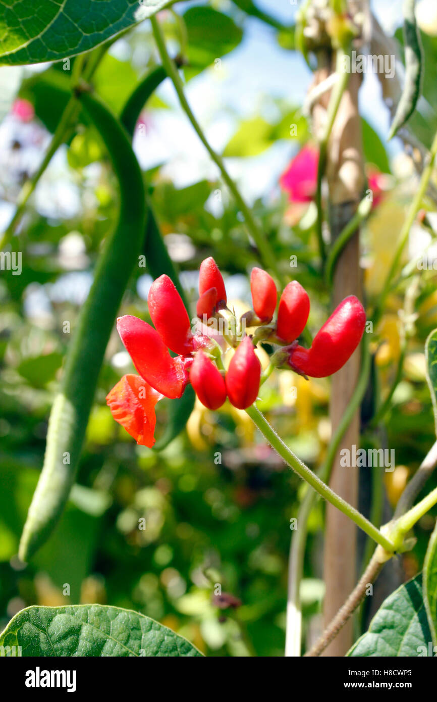 Runner Bean Scarlet Emperor - mature beans growing and new  flower heads waiting to be pollinated Stock Photo