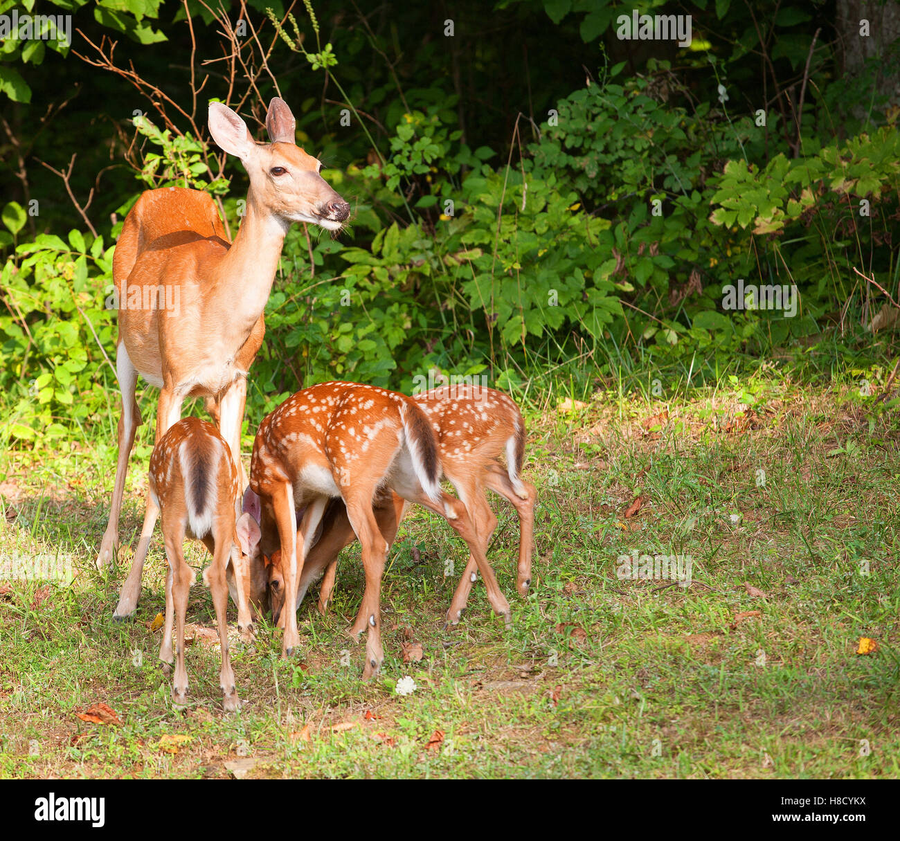 Image result for mother doe with three fauns