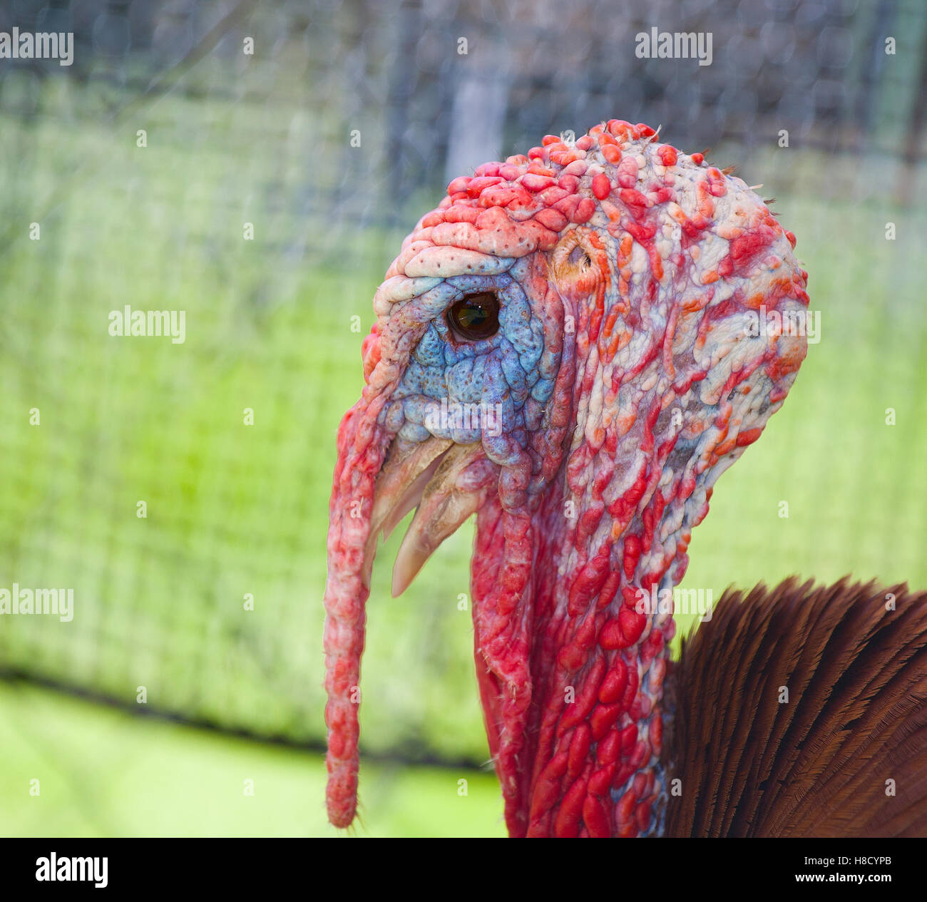 Domestic tom turkey giving the camera a mean look Stock Photo Alamy