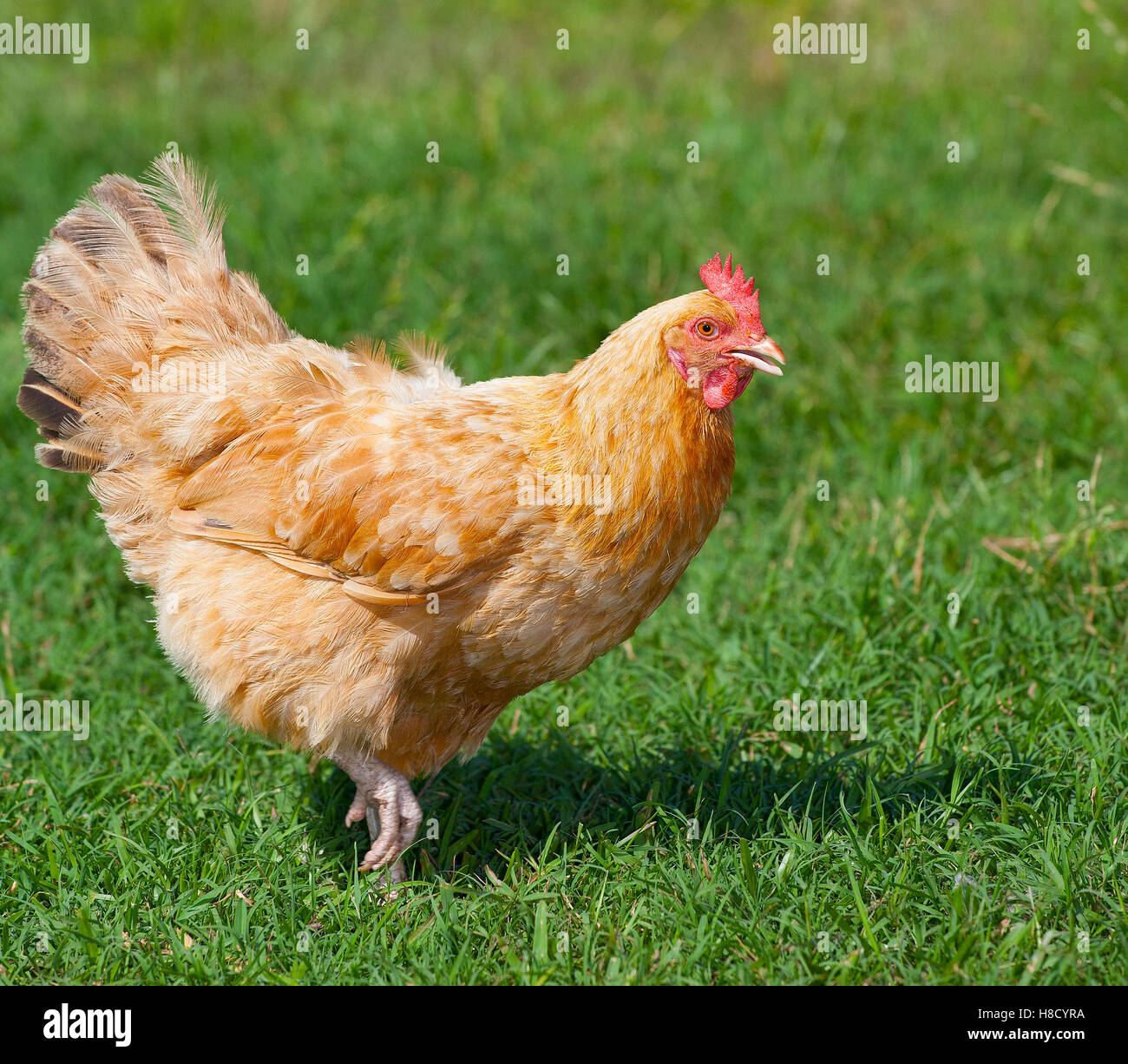 Red Chicken Chopper in the Grass Stock Image - Image of animal, domestic:  110771941