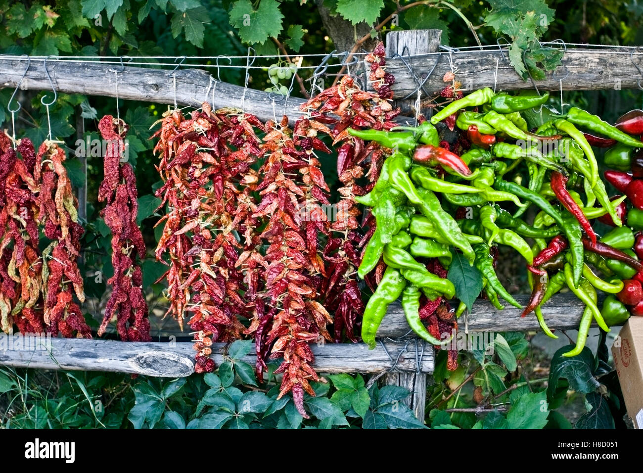 Chili peppers drying in Calabria, South of Italy, Italy, Europe Stock