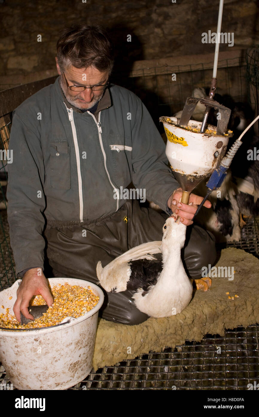 Foie Gras Feeding 0051