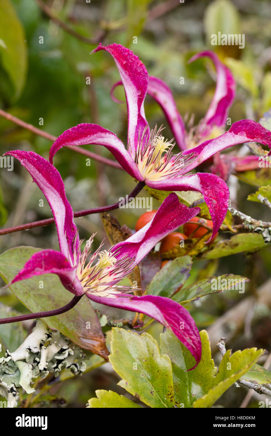 Delicate flowers of the late summer to Autumn flowering climber, Clematis texensis 'Gravetye Beauty' Stock Photo