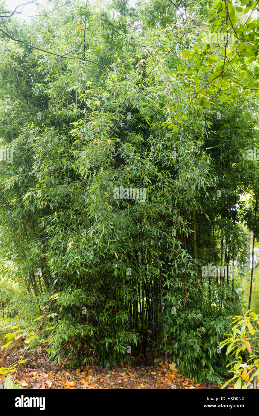 Mature stand of the black stemmed bamboo, Phyllostachys nigra 'Boryana' Stock Photo