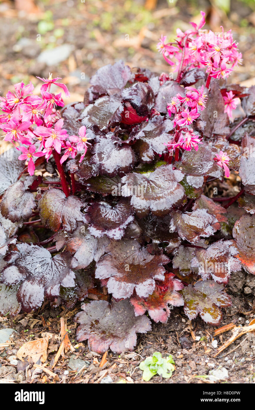 Dark foliage and bright pink November flowers of the woodland perennial, Saxifraga fortunei 'Black Ruby' Stock Photo