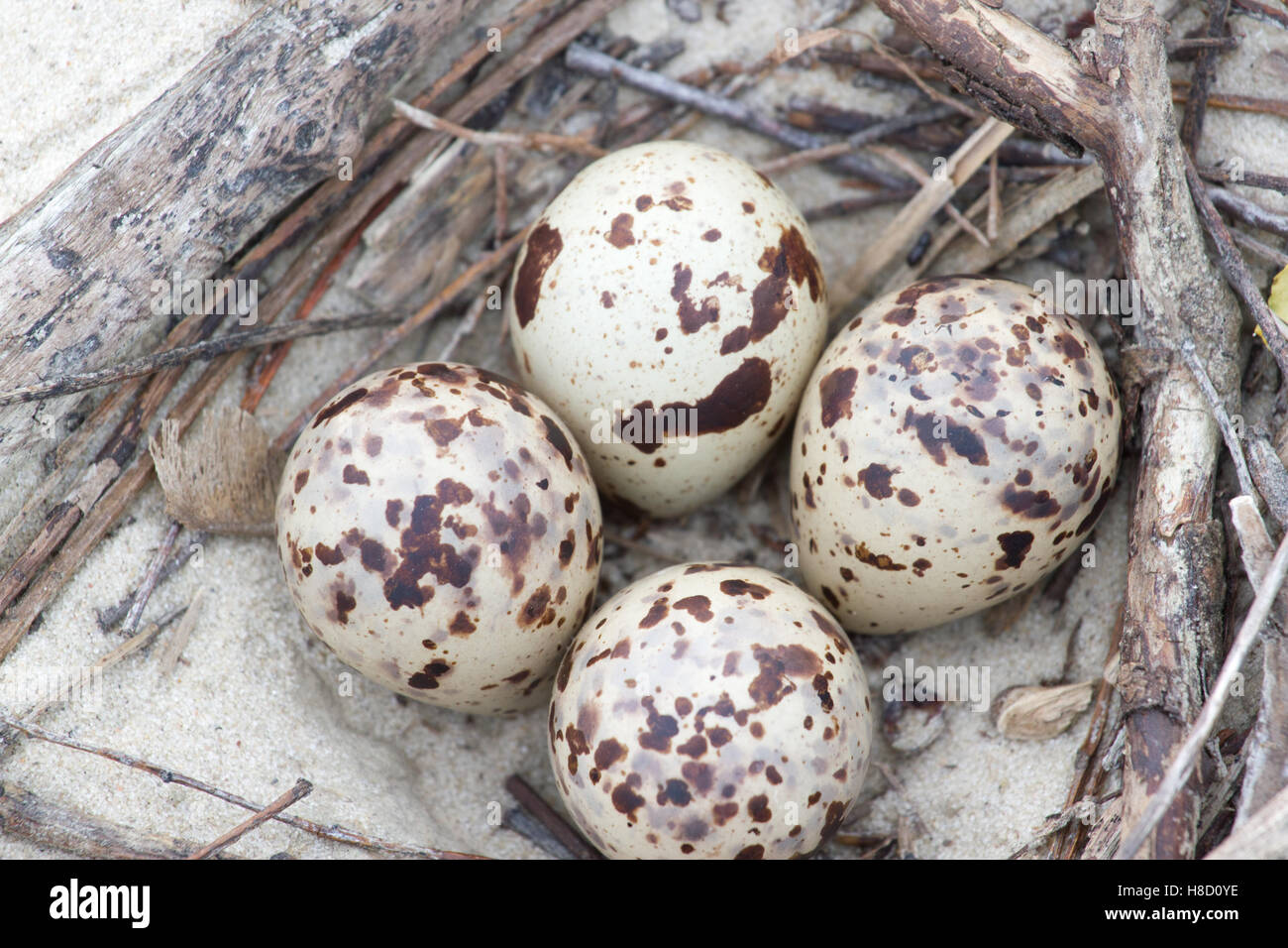 Common swift with eggs hi-res stock photography and images - Alamy