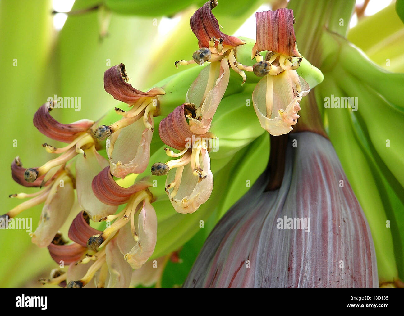 BANANENBL TE Banana Blossom Bananengew chs Musaceae Tobago Stock bananenbl-te-banana-blossom-bananengew-chs-musaceae-tobago-stock