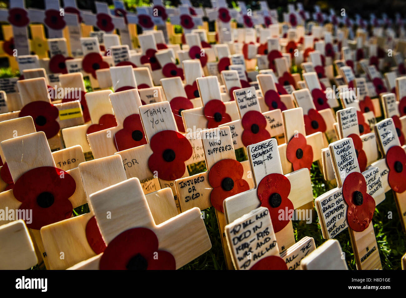 Poppies on crosses dedicated to all who served during a service for the opening of the Field of Remembrance at Royal Wootton Bassett, near Swindon. Stock Photo
