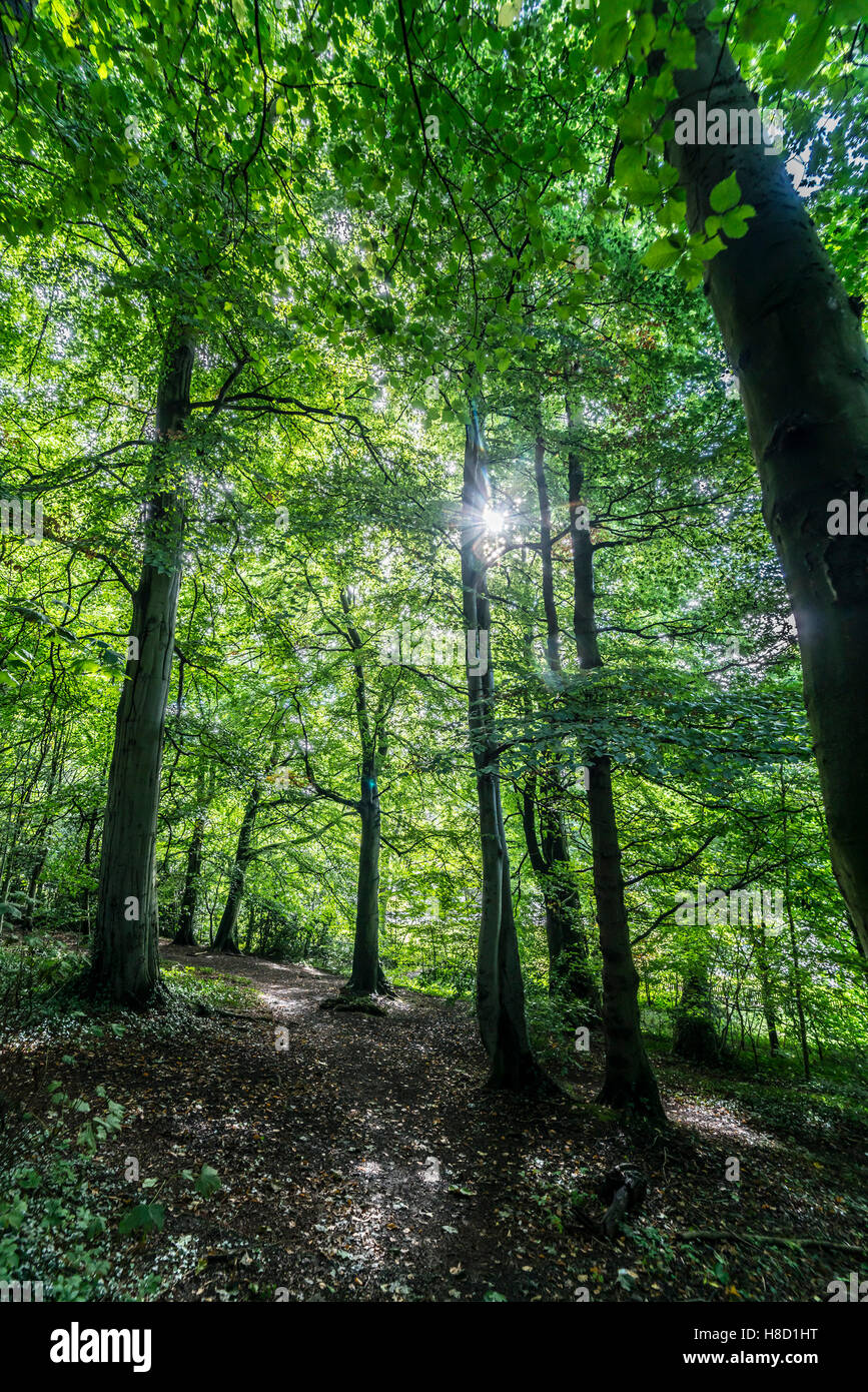 Kelso, Scottish Borders, UK community woodland at Broomlands Stock