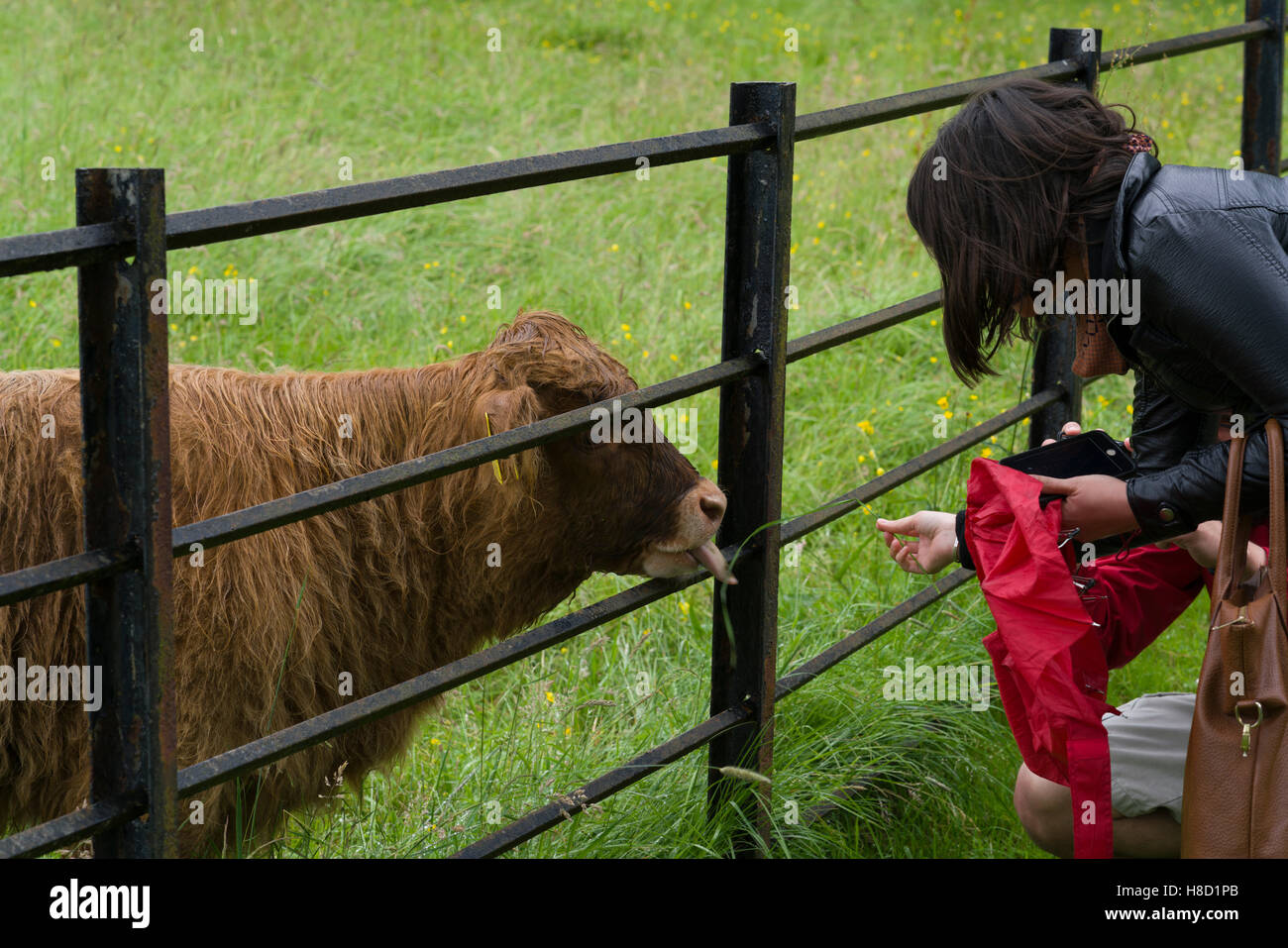 Highland cattle in Pollokshaws country park, Glasgow, Scotland Stock