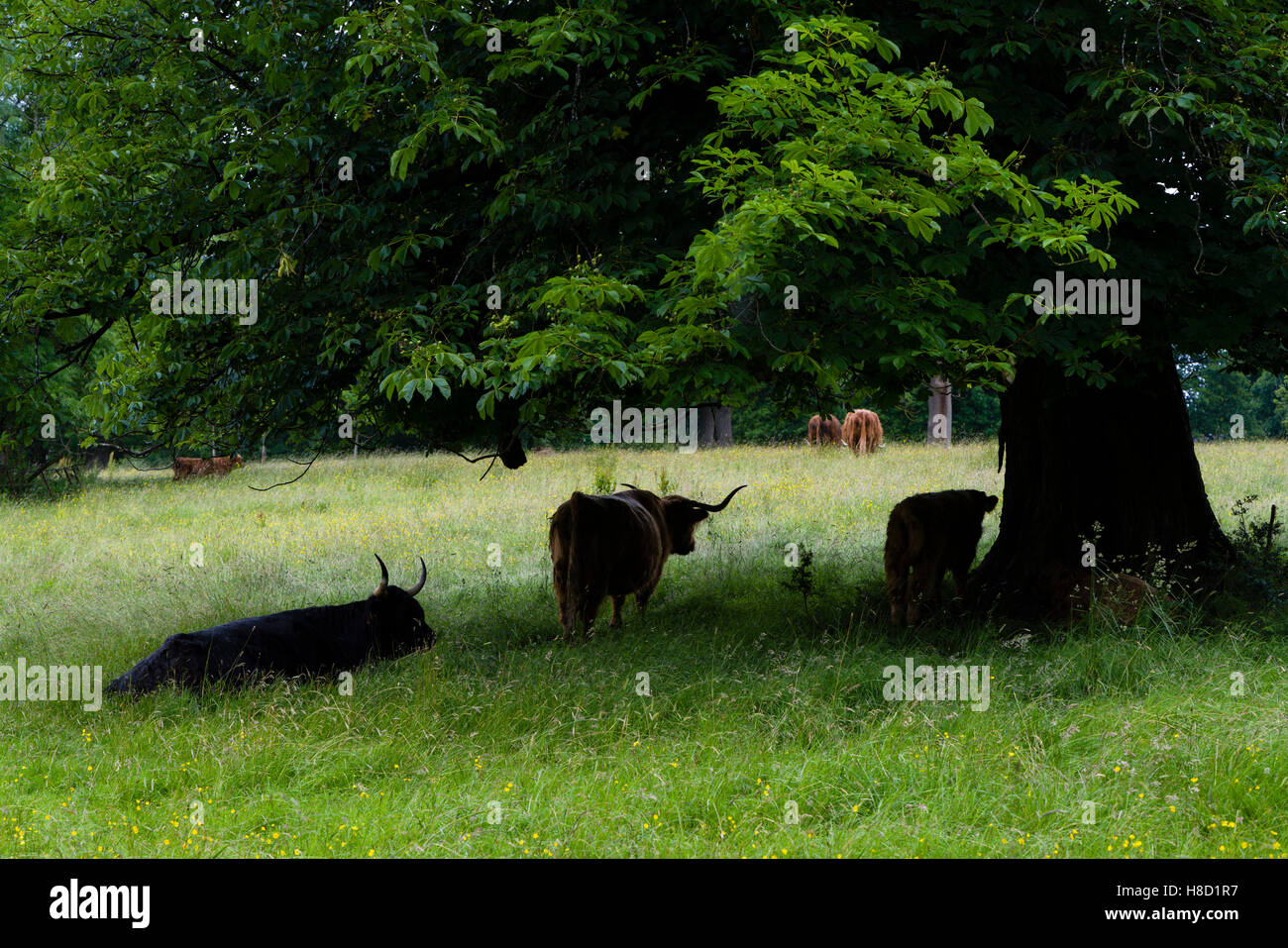 Highland cattle in Pollokshaws country park, Glasgow, Scotland Stock