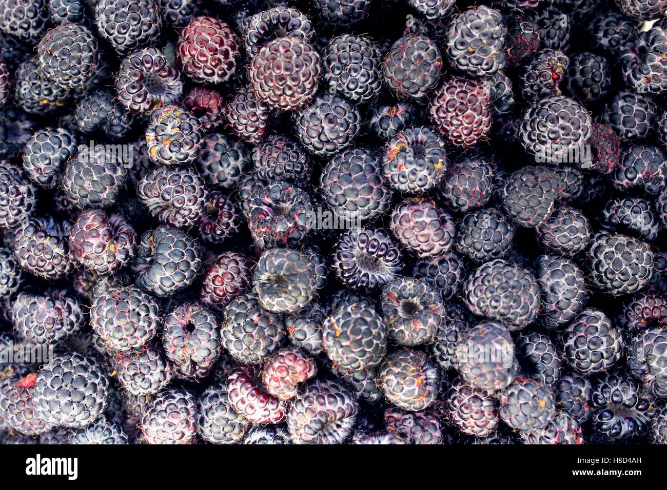 crop of black raspberry with a lot of ripe berries Stock Photo - Alamy