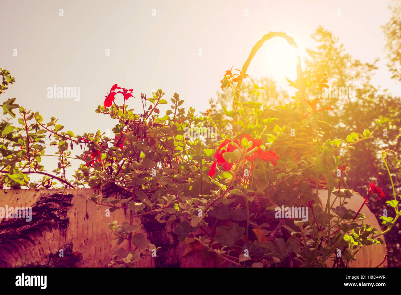 Full sunlight plant hi-res stock photography and images - Alamy