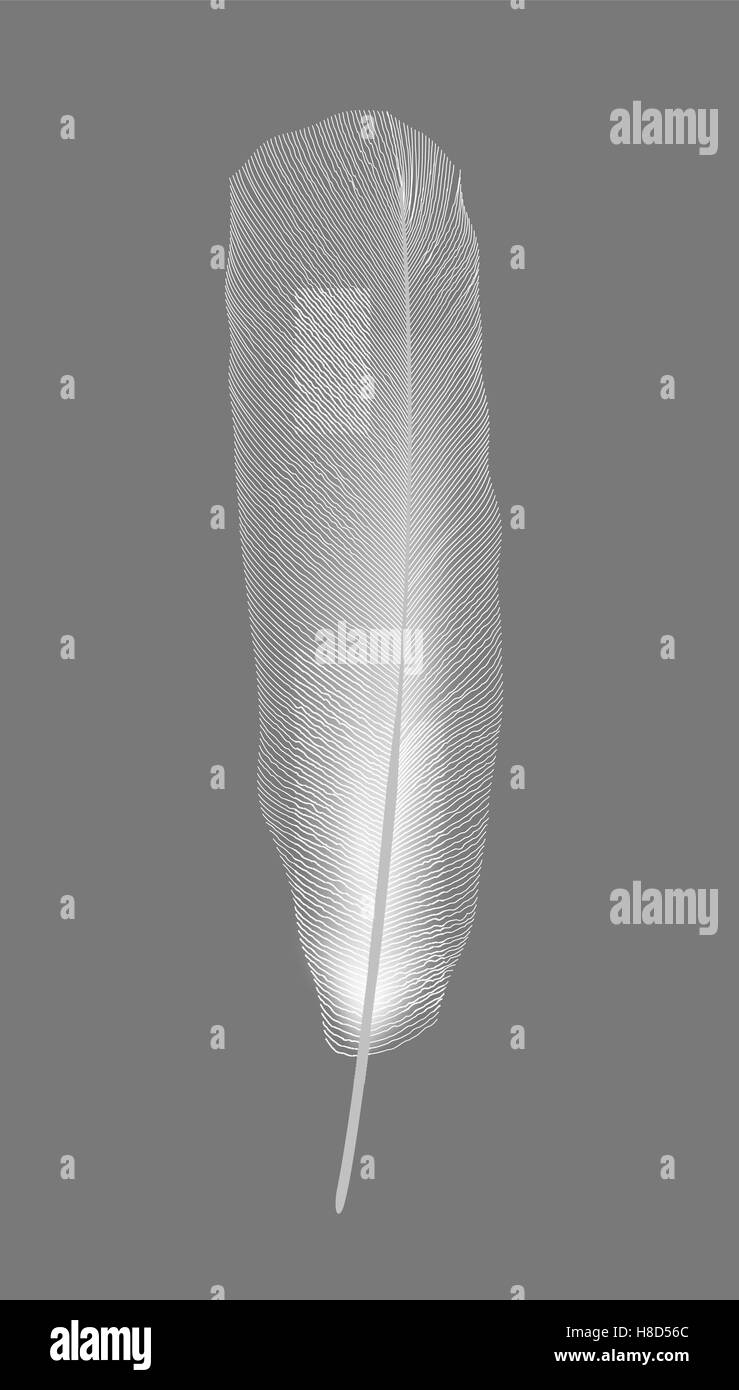 White bird feather on gray background. Vector Illustration Stock Vector ...