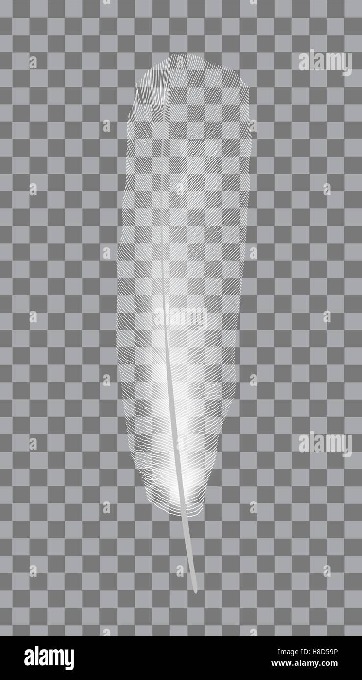 White bird feather on gray background. Vector Illustration Stock Vector ...