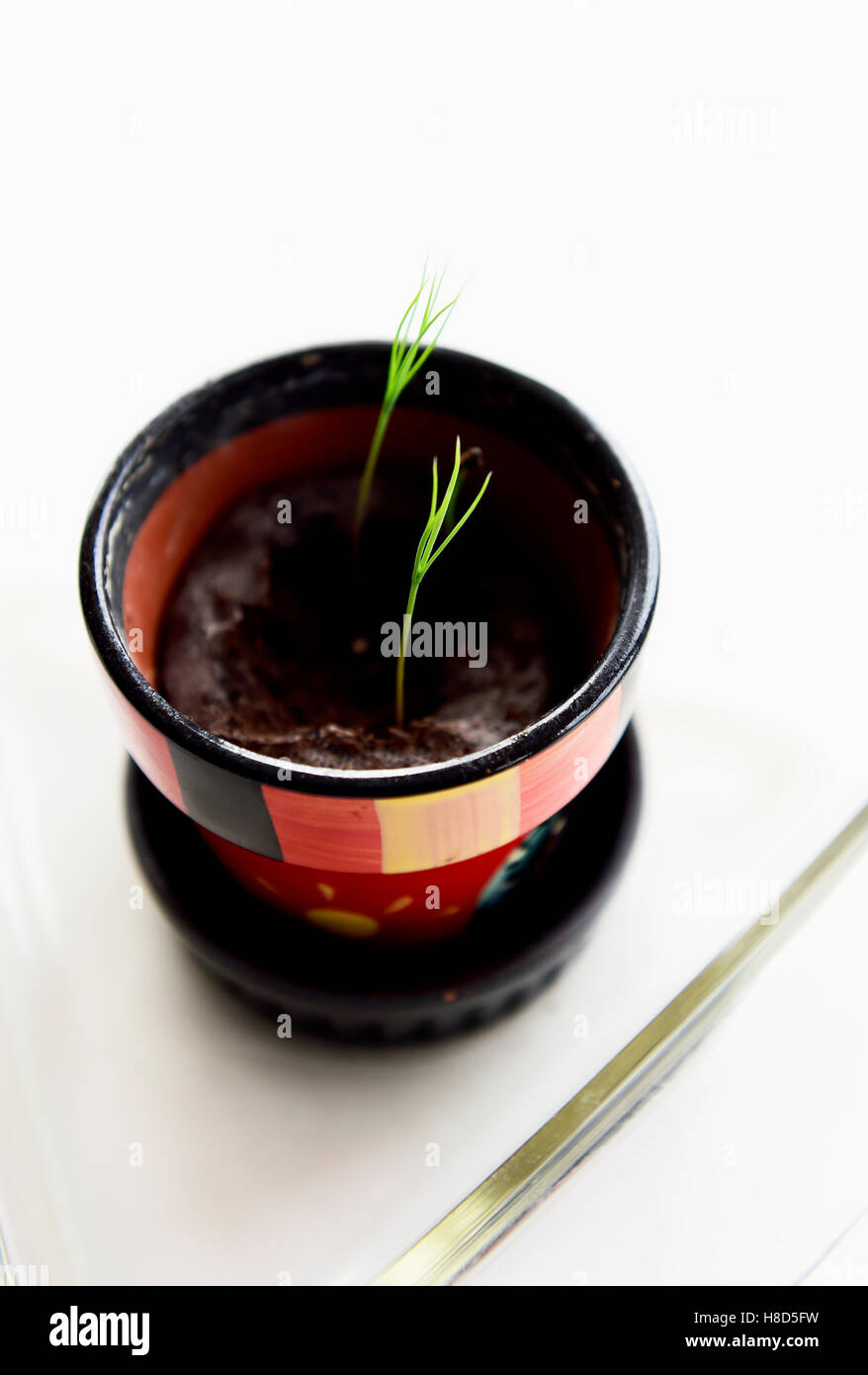 Miniature Bonsai Tree seedlings growing in a small pot Stock Photo