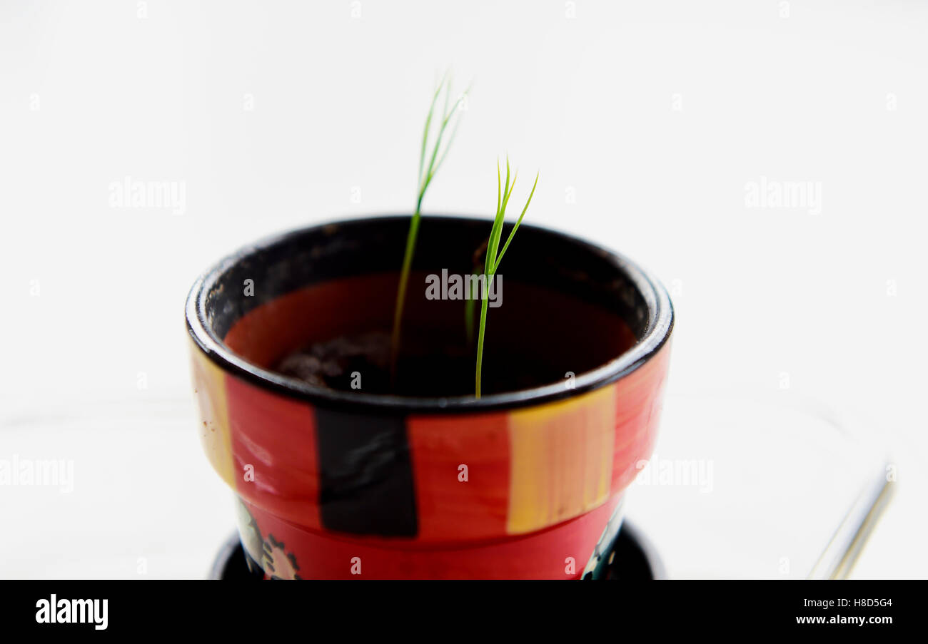 Miniature Bonsai Tree seedlings growing in a small pot Stock Photo