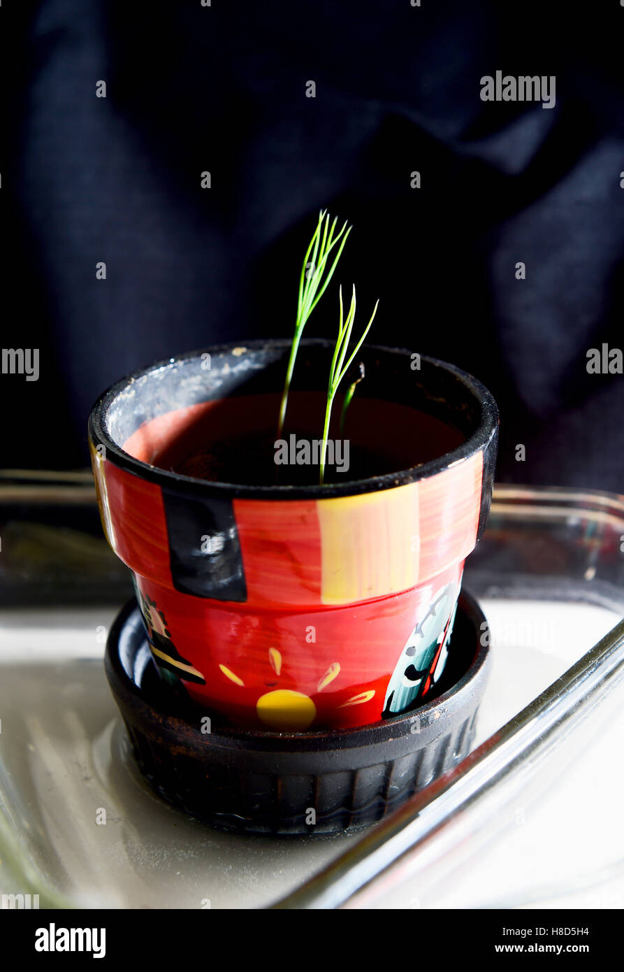 Miniature Bonsai Tree seedlings growing in a small pot Stock Photo
