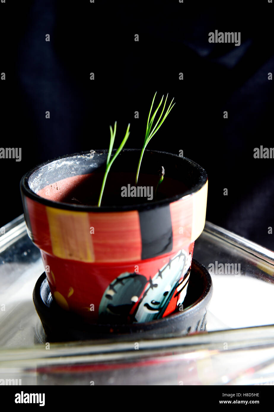 Miniature Bonsai Tree seedlings growing in a small pot Stock Photo