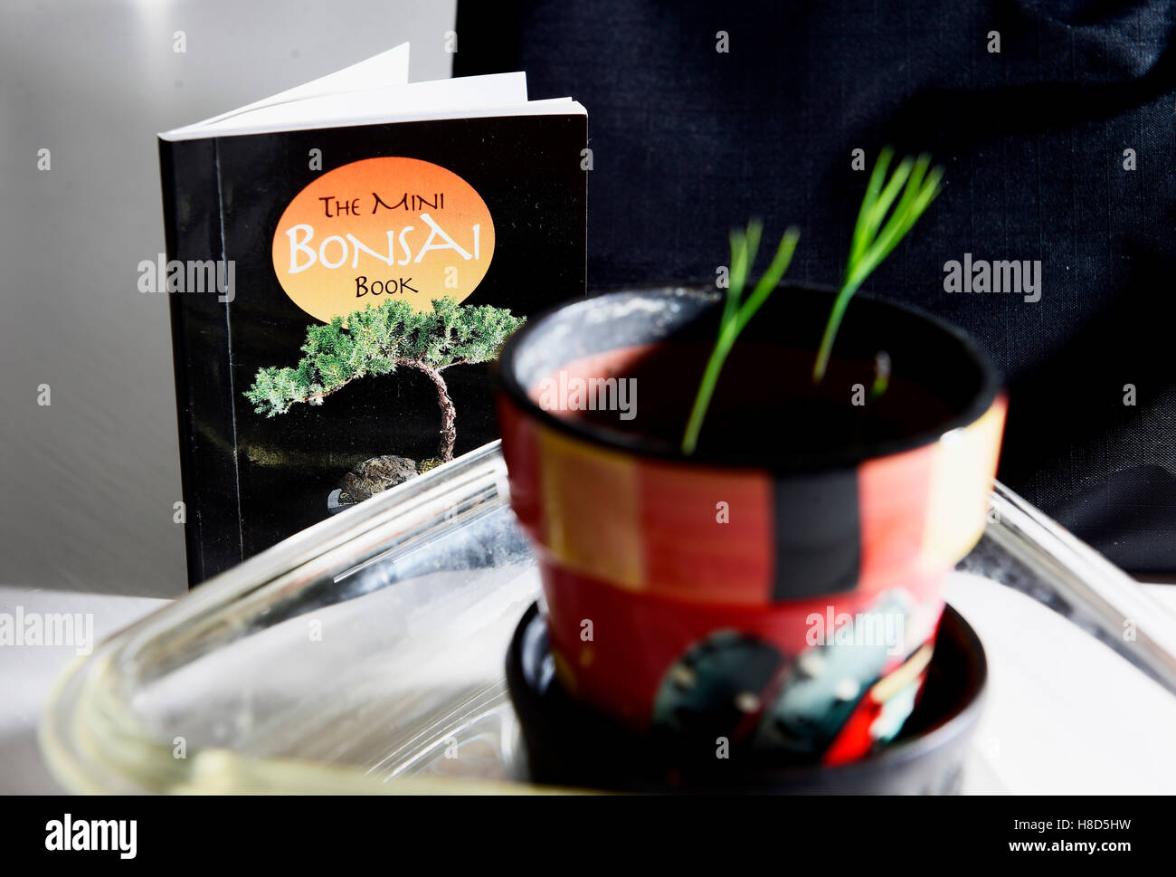 Miniature Bonsai Tree seedlings growing in a small pot and instruction book Stock Photo