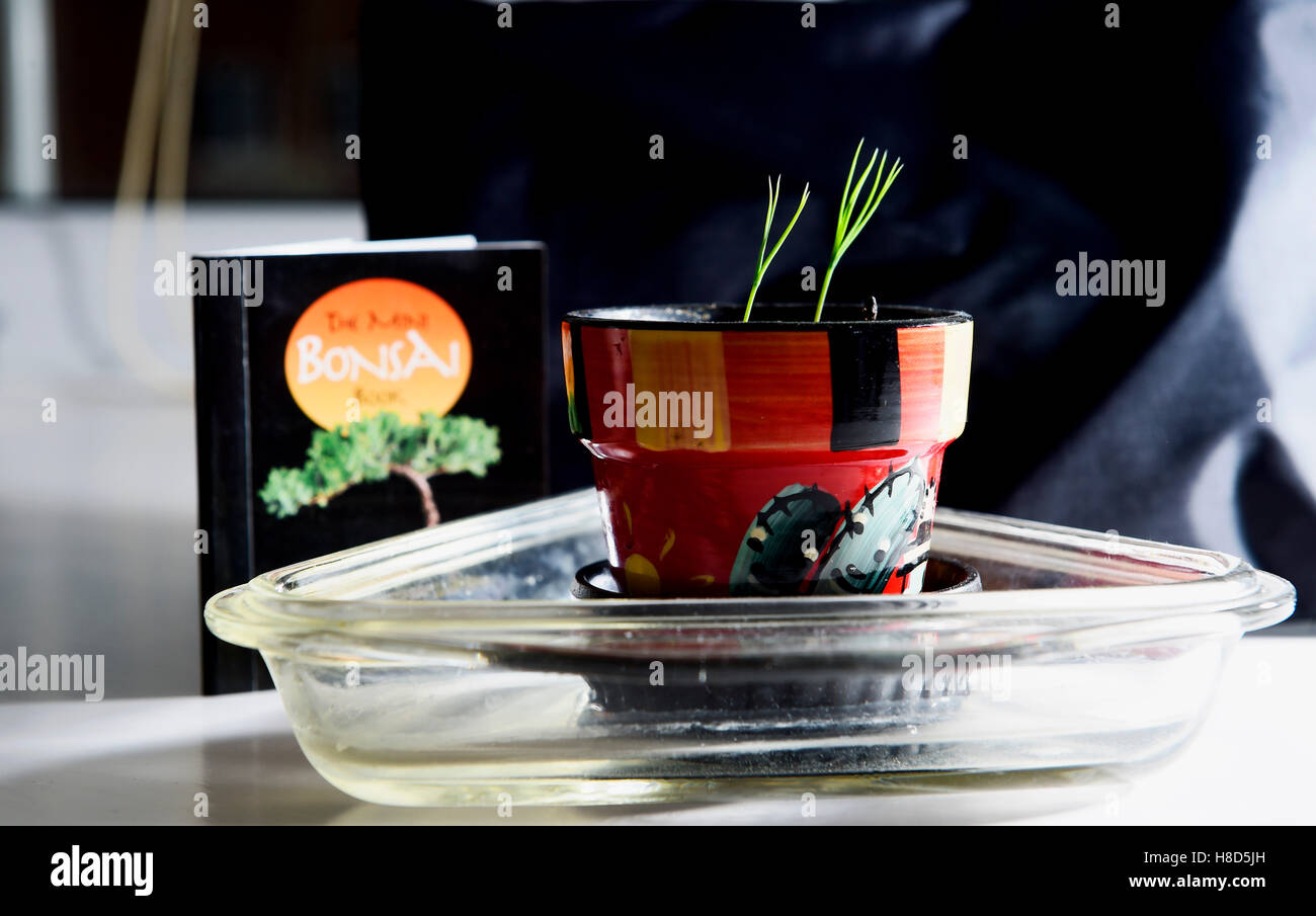 Miniature Bonsai Tree seedlings growing in a small pot and instruction book Stock Photo