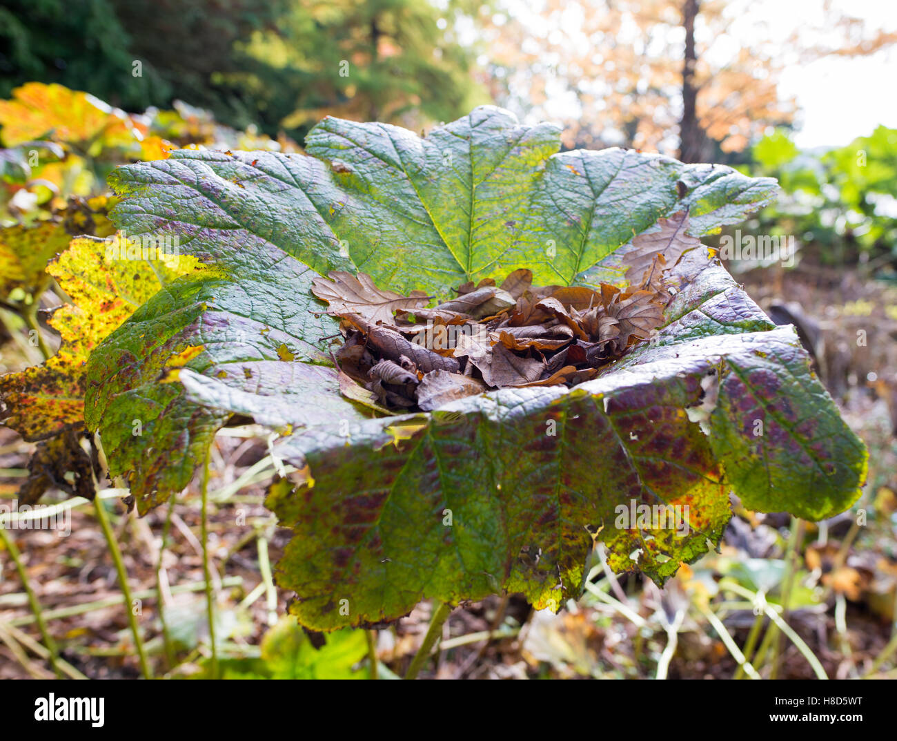 Caught Leaf Hi res Stock Photography And Images Alamy