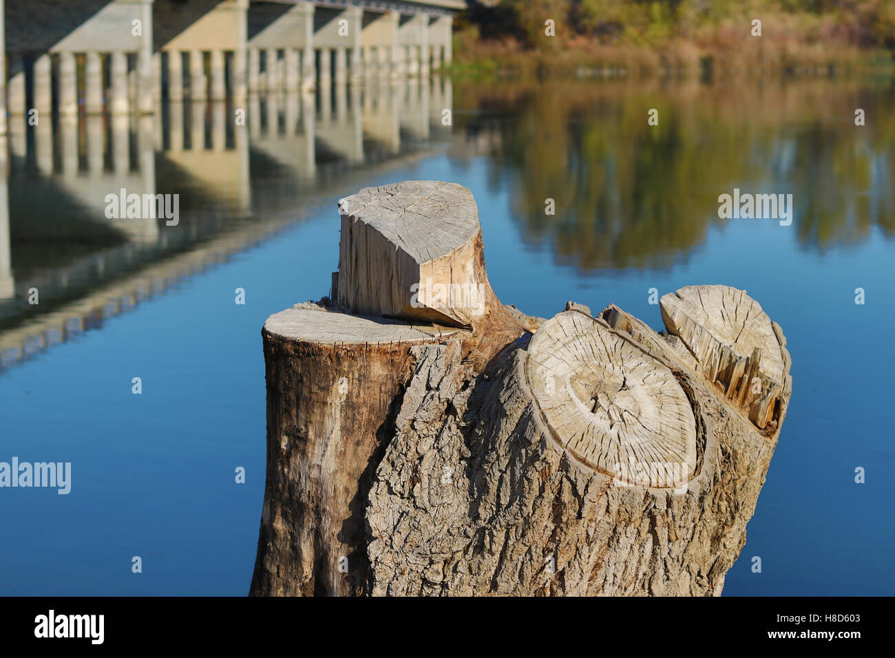 Tree Stump Rivers Old tree stump with reflections of trees and a bridge over the Snake ...