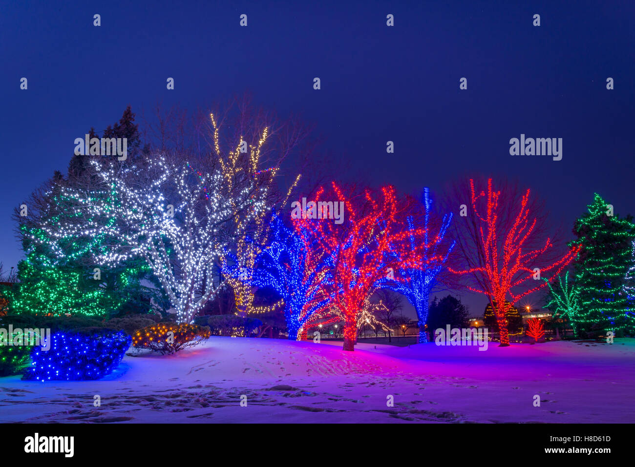 Trees with Christmas lights Stock Photo - Alamy