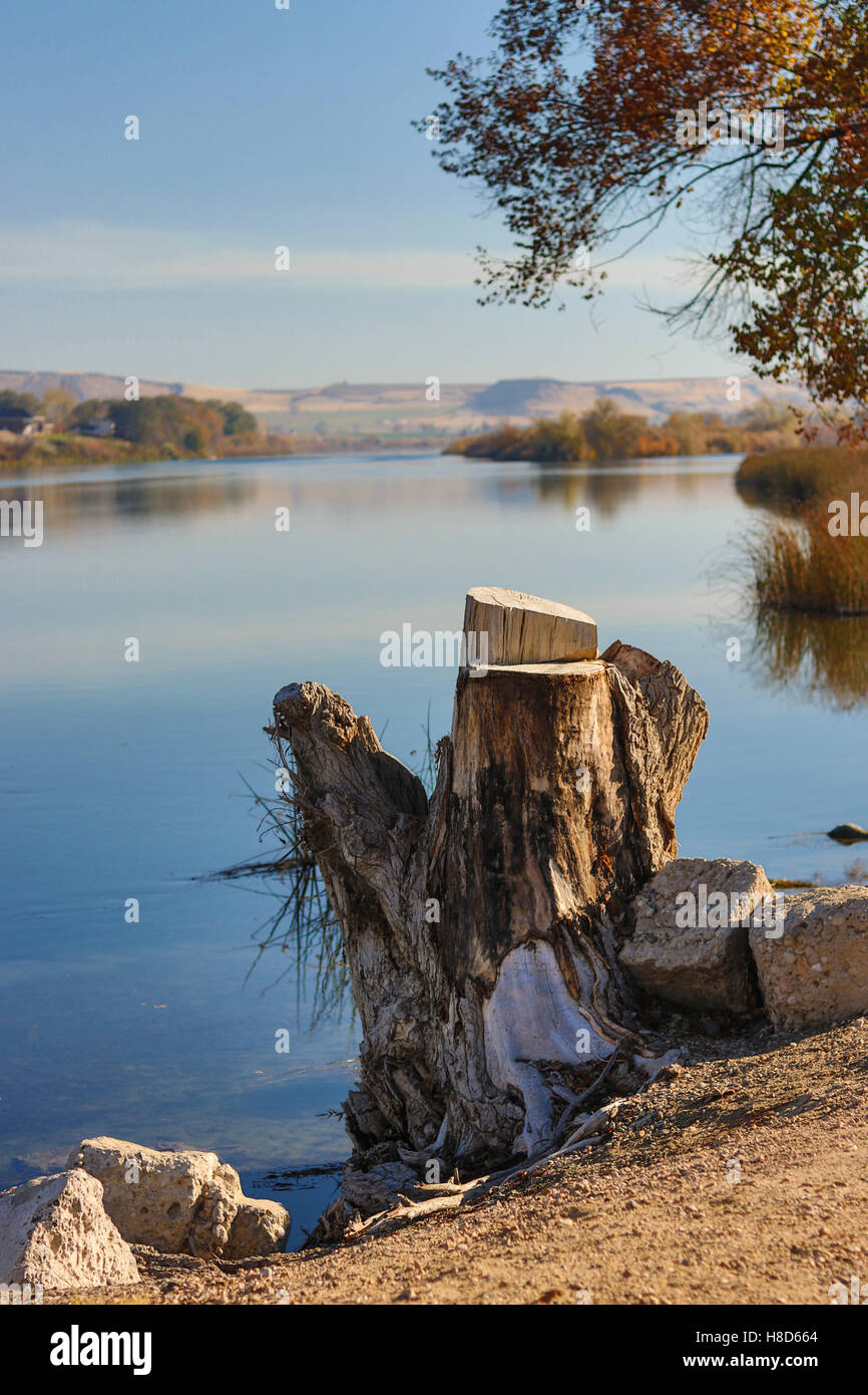 Tree Stump Rivers River stump hi-res stock photography and images - Alamy