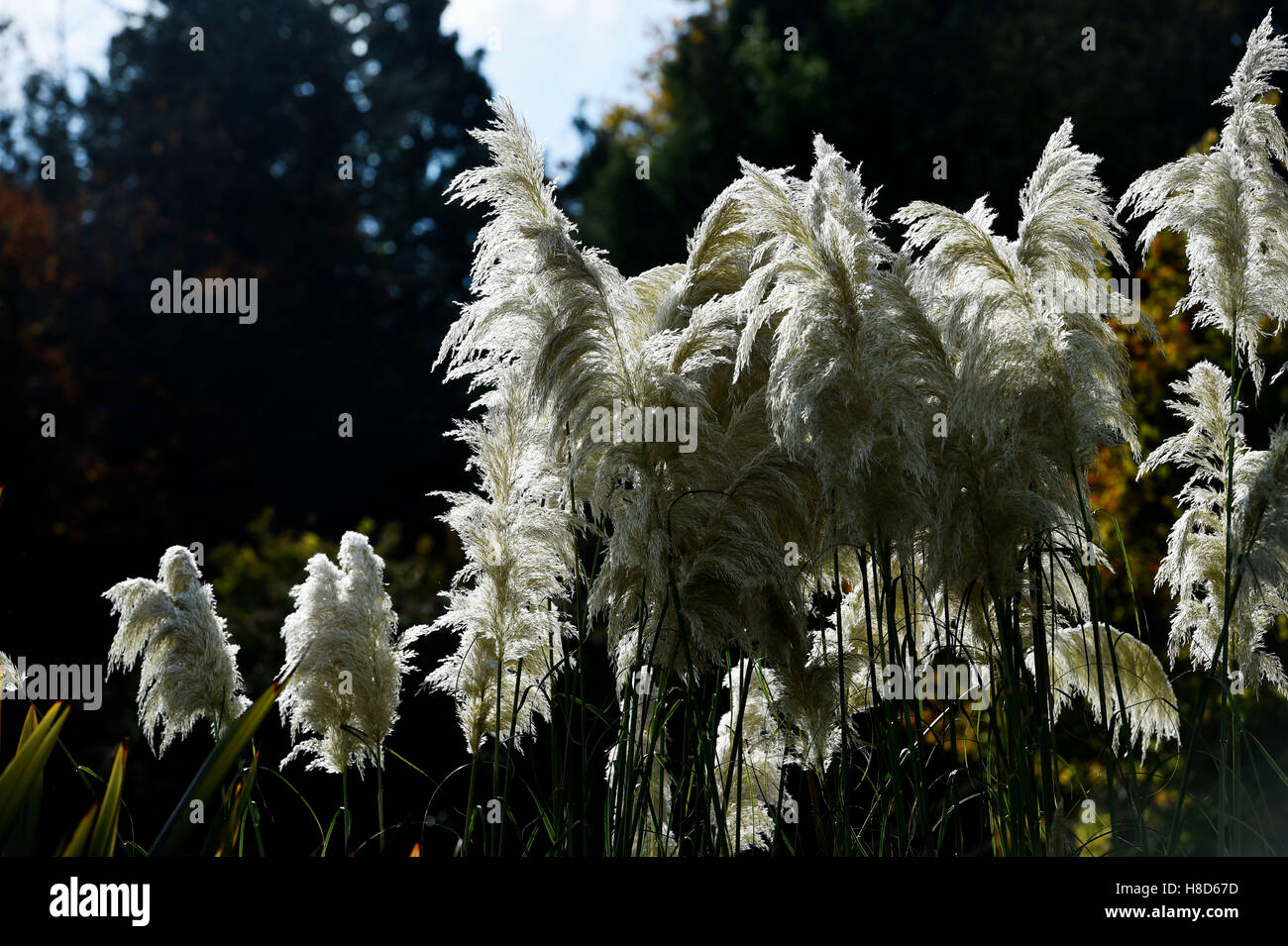 Pampers grasses hires stock photography and images Alamy