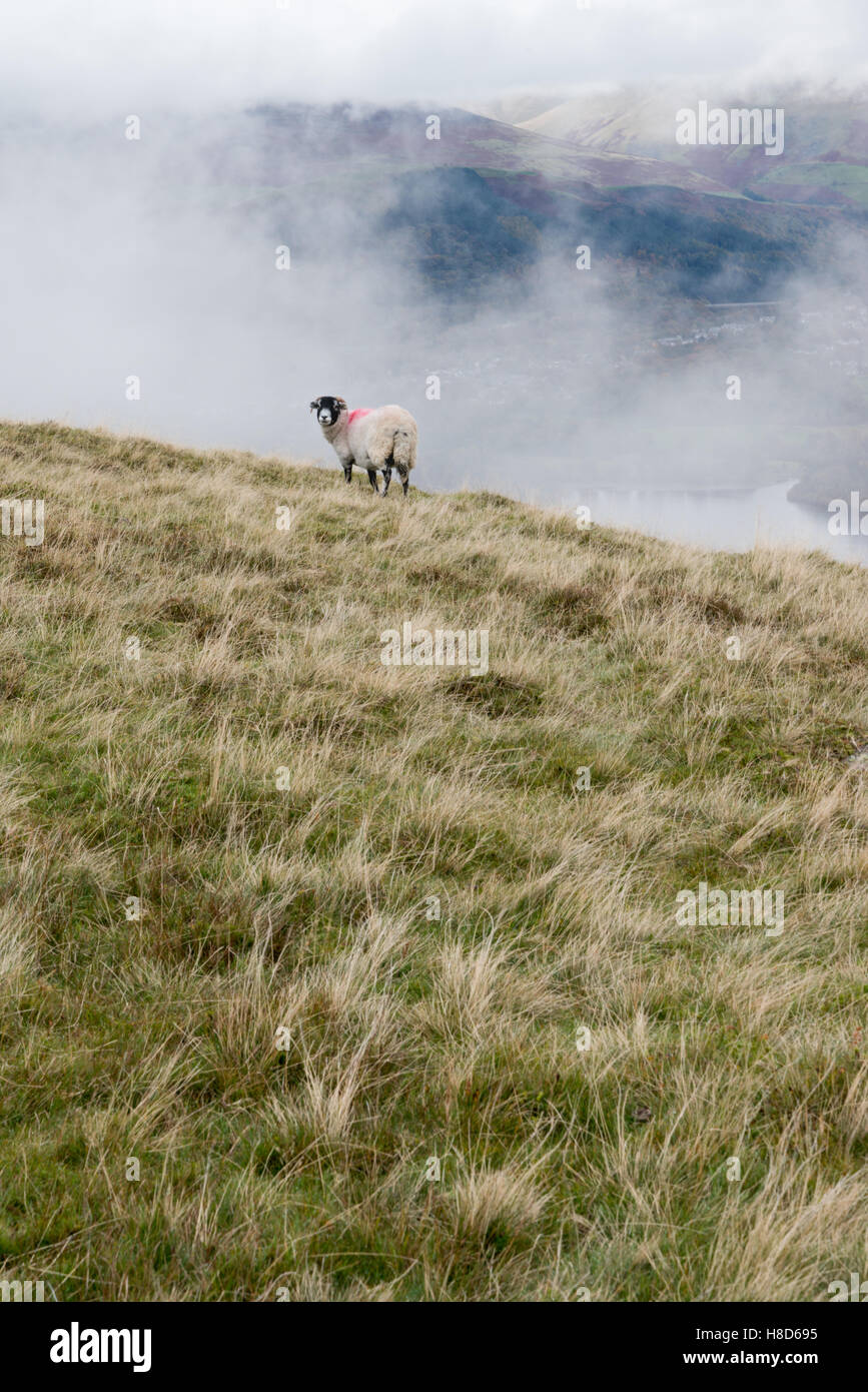 A ram on Catbells Fell - Lake District, Cumbria Stock Photo