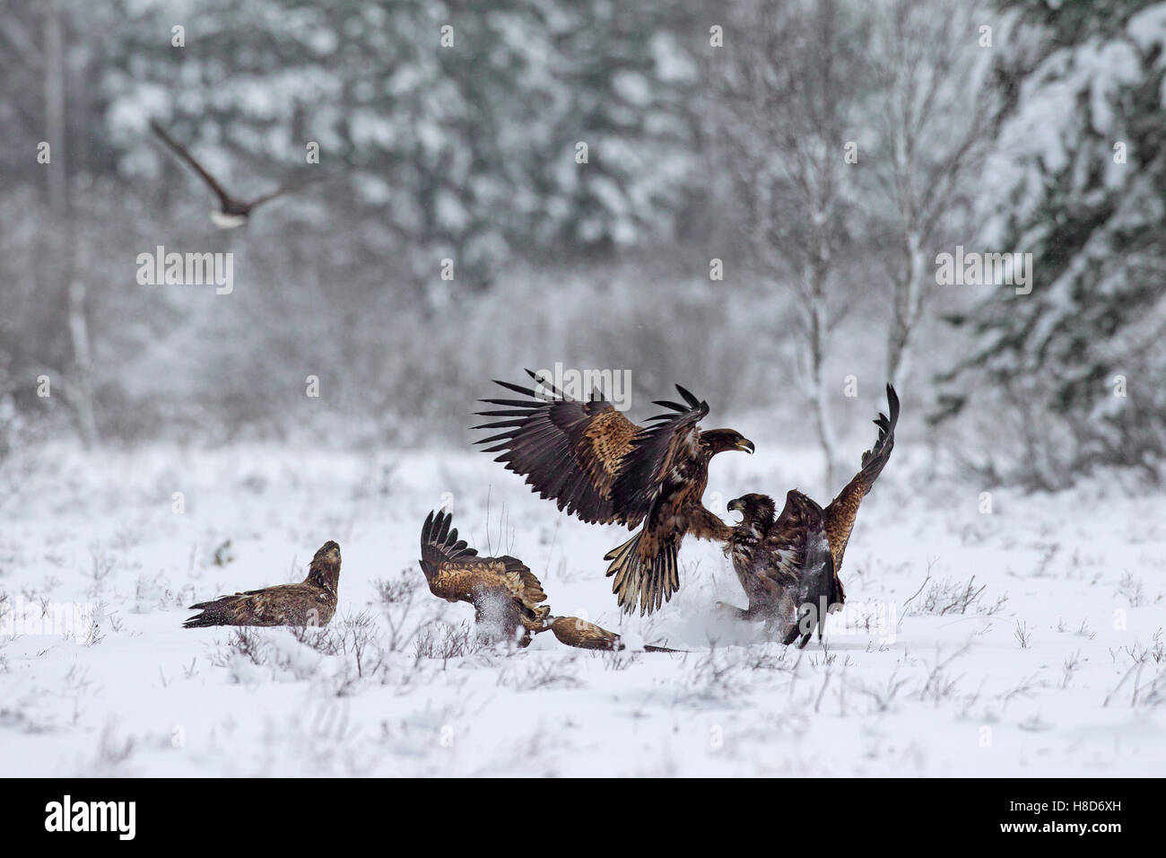 Two white-tailed eagles / white-tailed sea eagles / ernes (Haliaeetus albicilla) fighting among group in the snow in winter Stock Photo