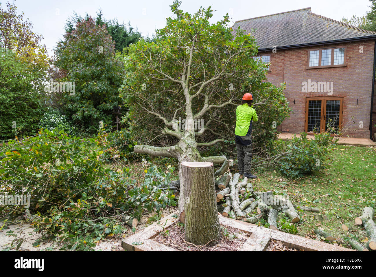 An oak tree in cut down in a garden near a house. The stump is in the foreground with ring in the wood. A lumberjack in hi-viz a Stock Photo