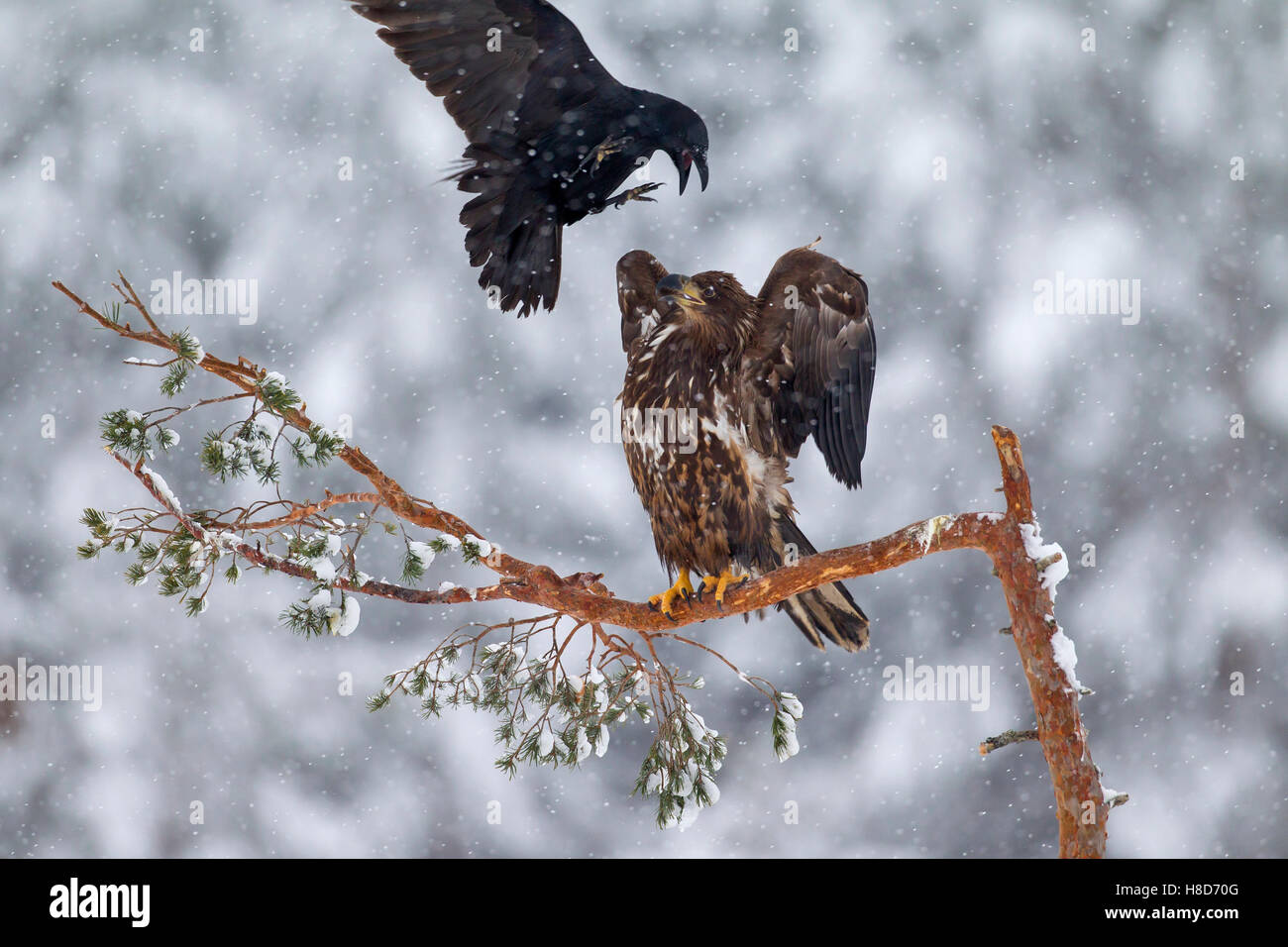 Raven (Corvus corax) mobbing white-tailed eagle / sea eagle / erne (Haliaeetus albicilla) juvenile perched in tree in winter Stock Photo